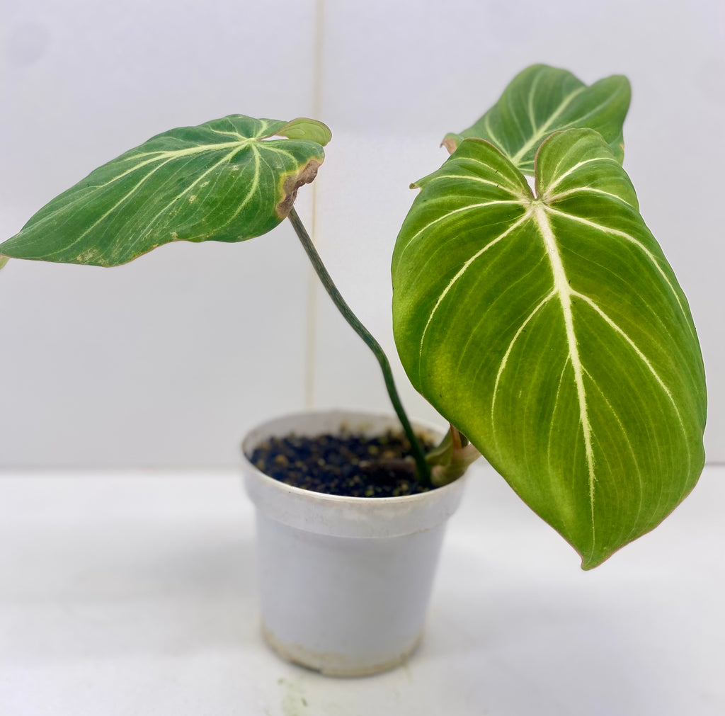 Philodendron Gloriosum