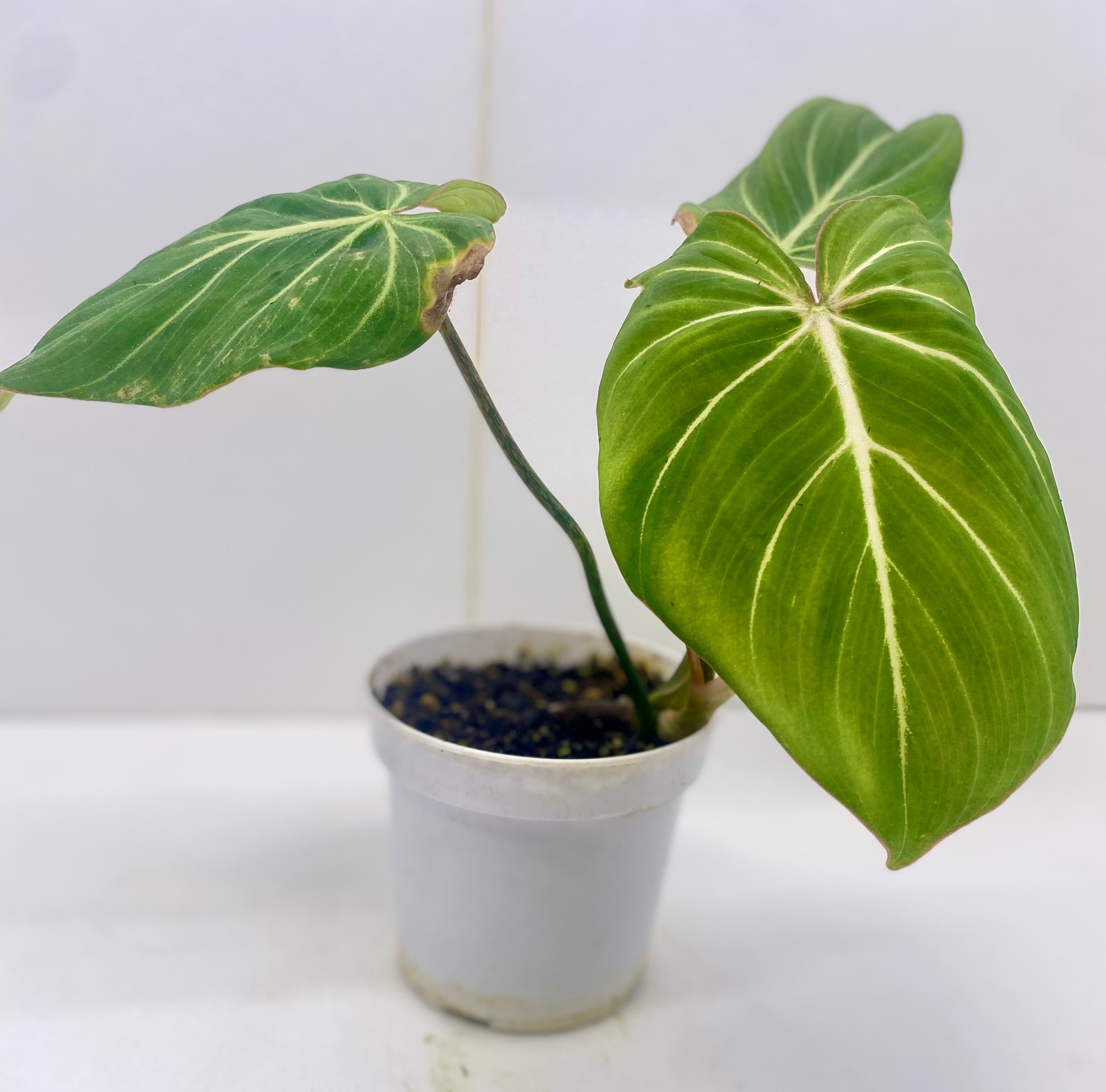 Philodendron Gloriosum