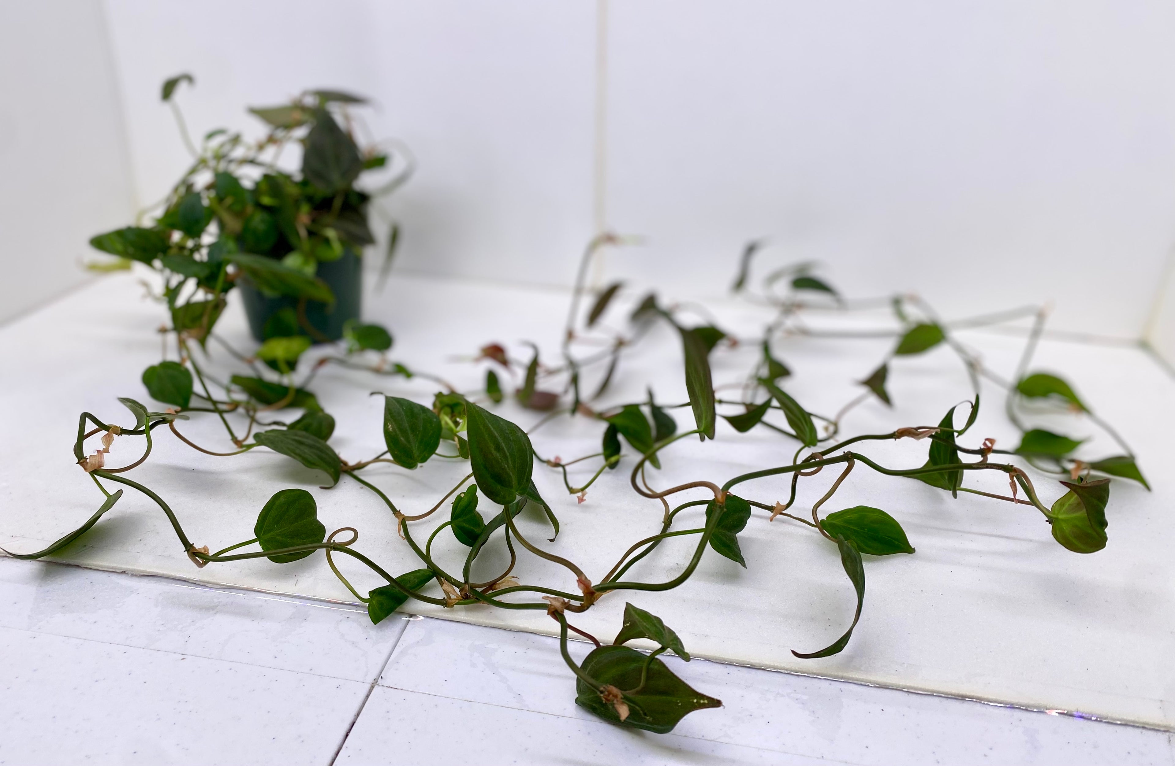 Philodendron Red Velvet