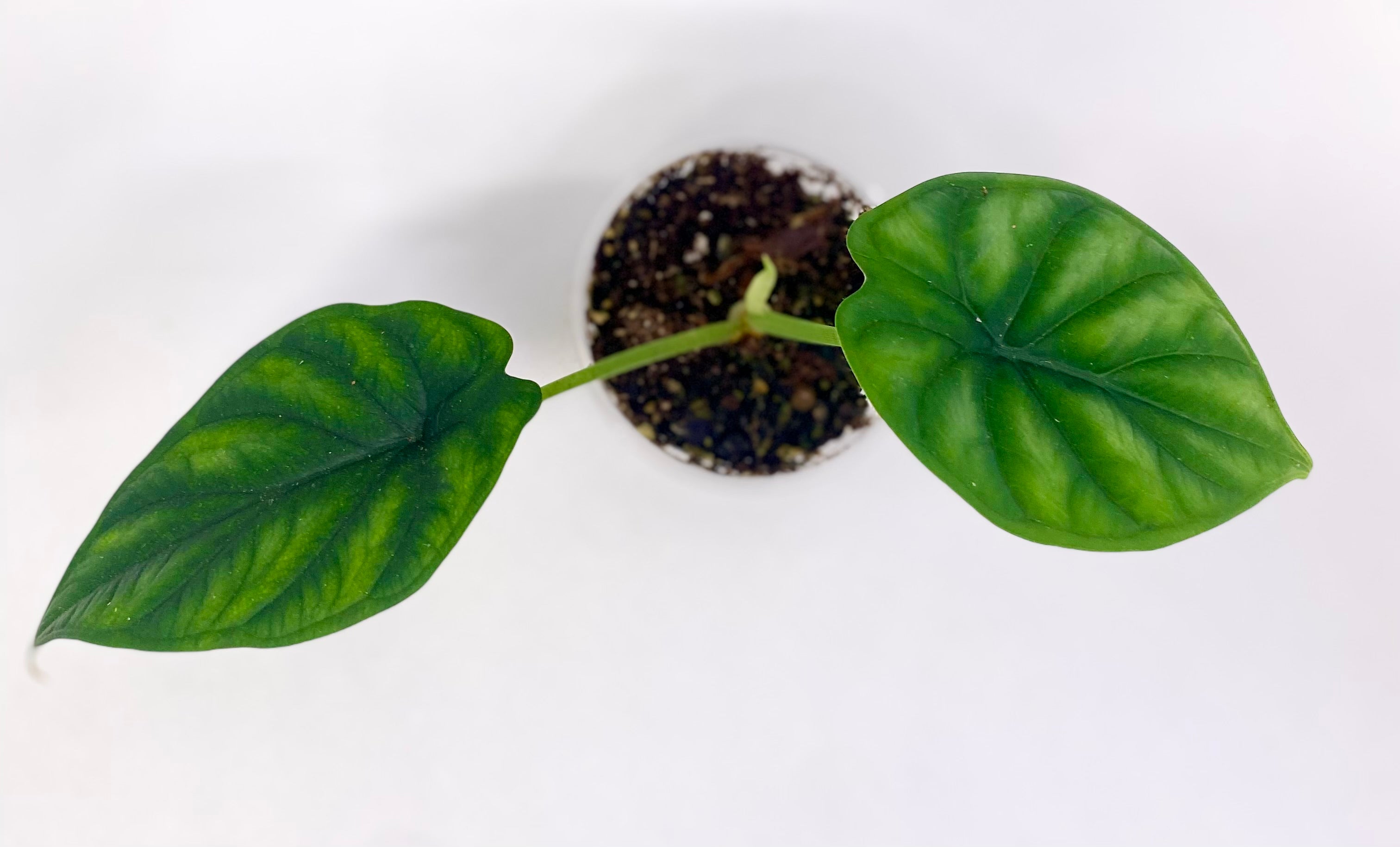 Dragon Scale Alocasia