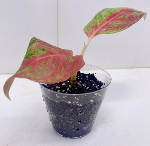 Aglaonema 'Pink Dalmatian'