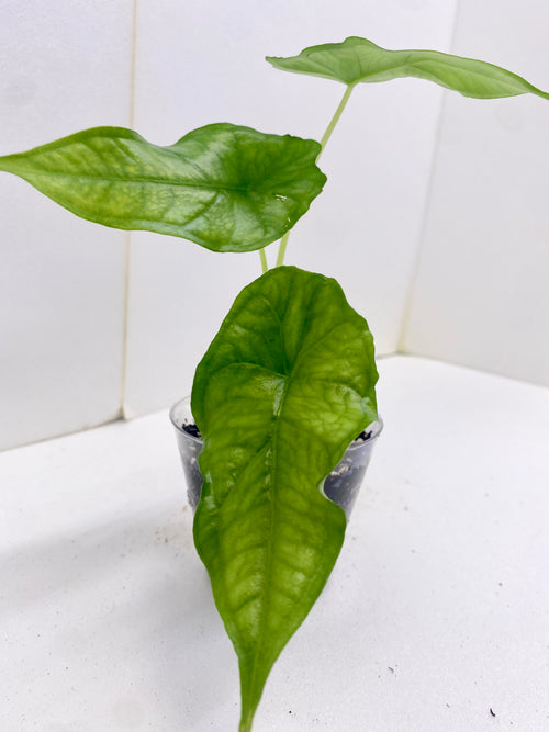 Alocasia 'Dragon's Breath'