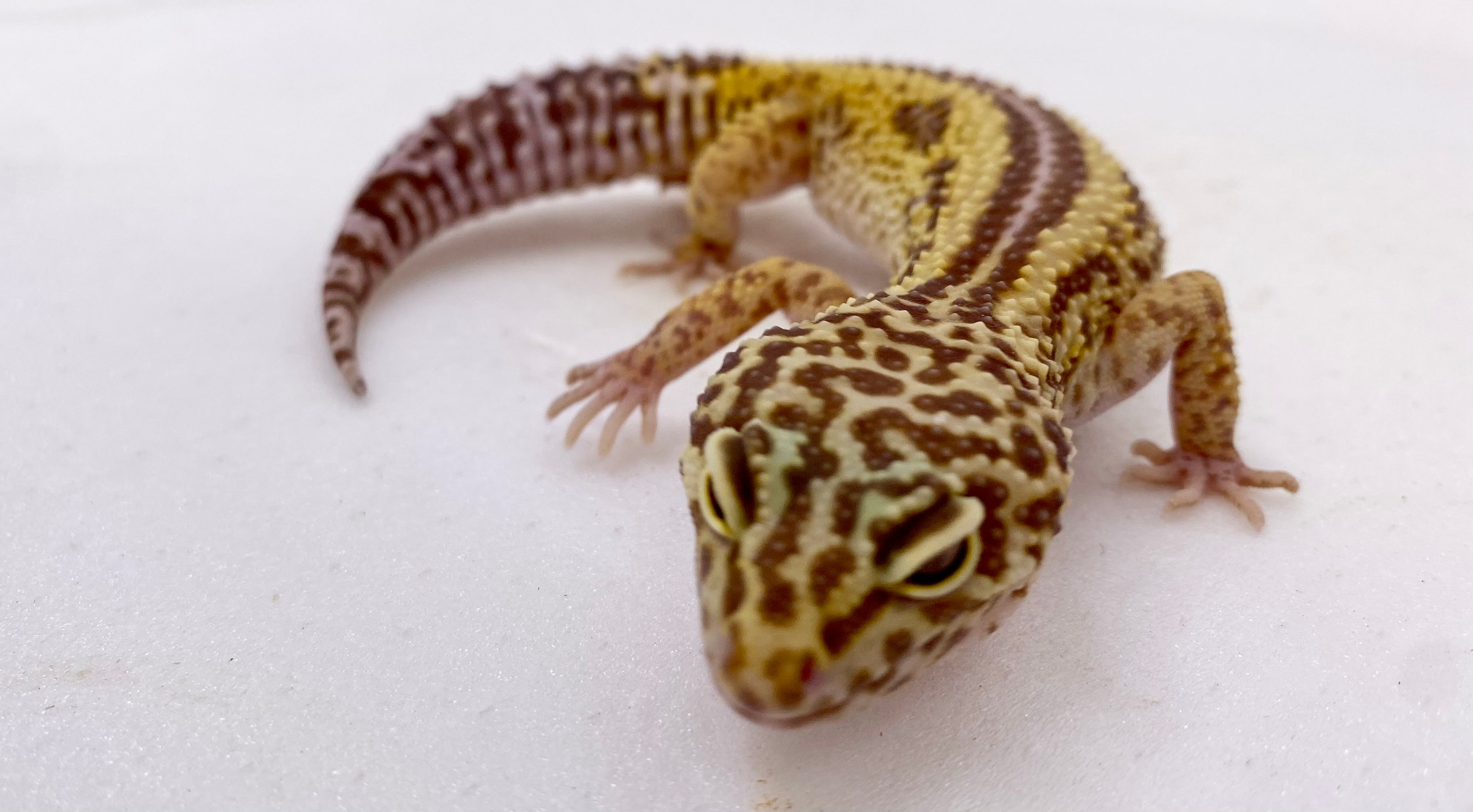 Bell Albino Bold Reverse Stripe Leopard Gecko