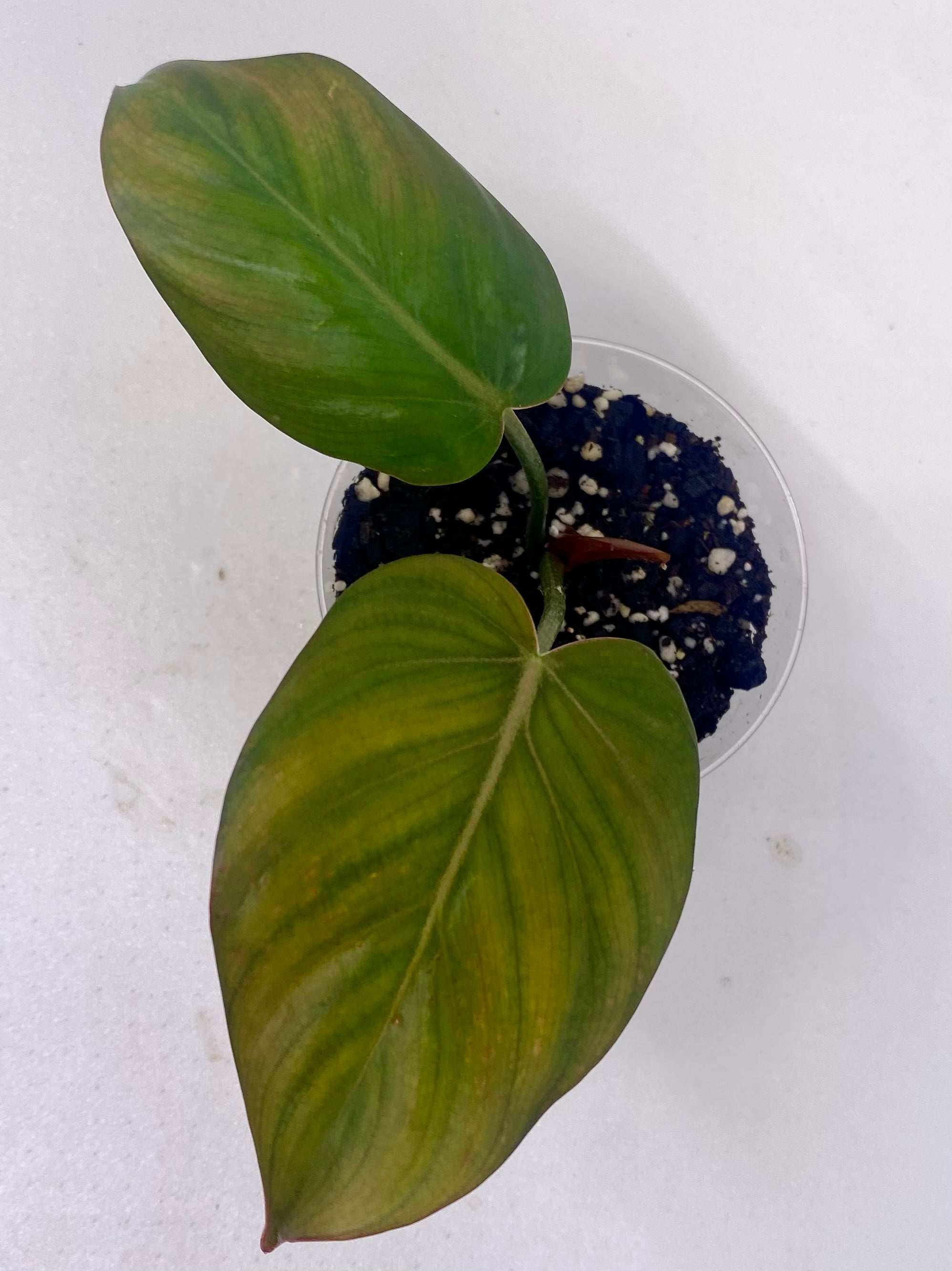 Philodendron 'Summer Glory'