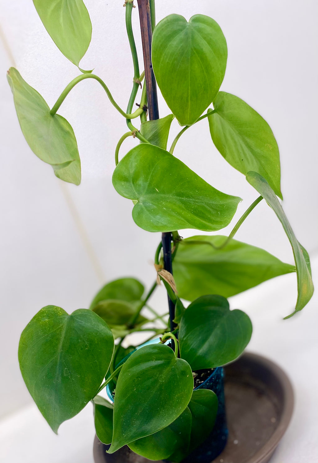 Heart Leaf Philodendron