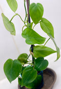 Heart Leaf Philodendron