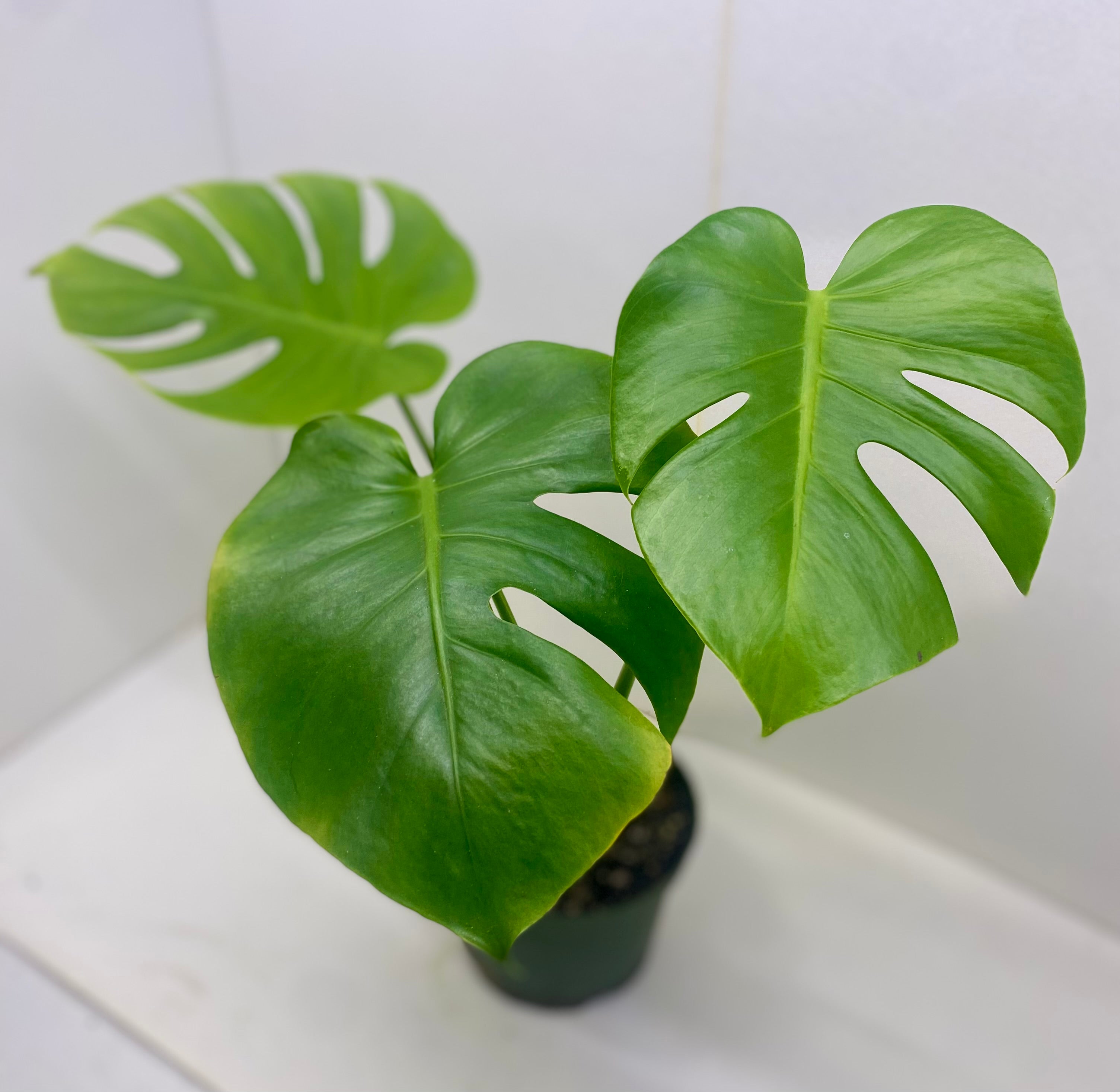 Monstera Deliciosa