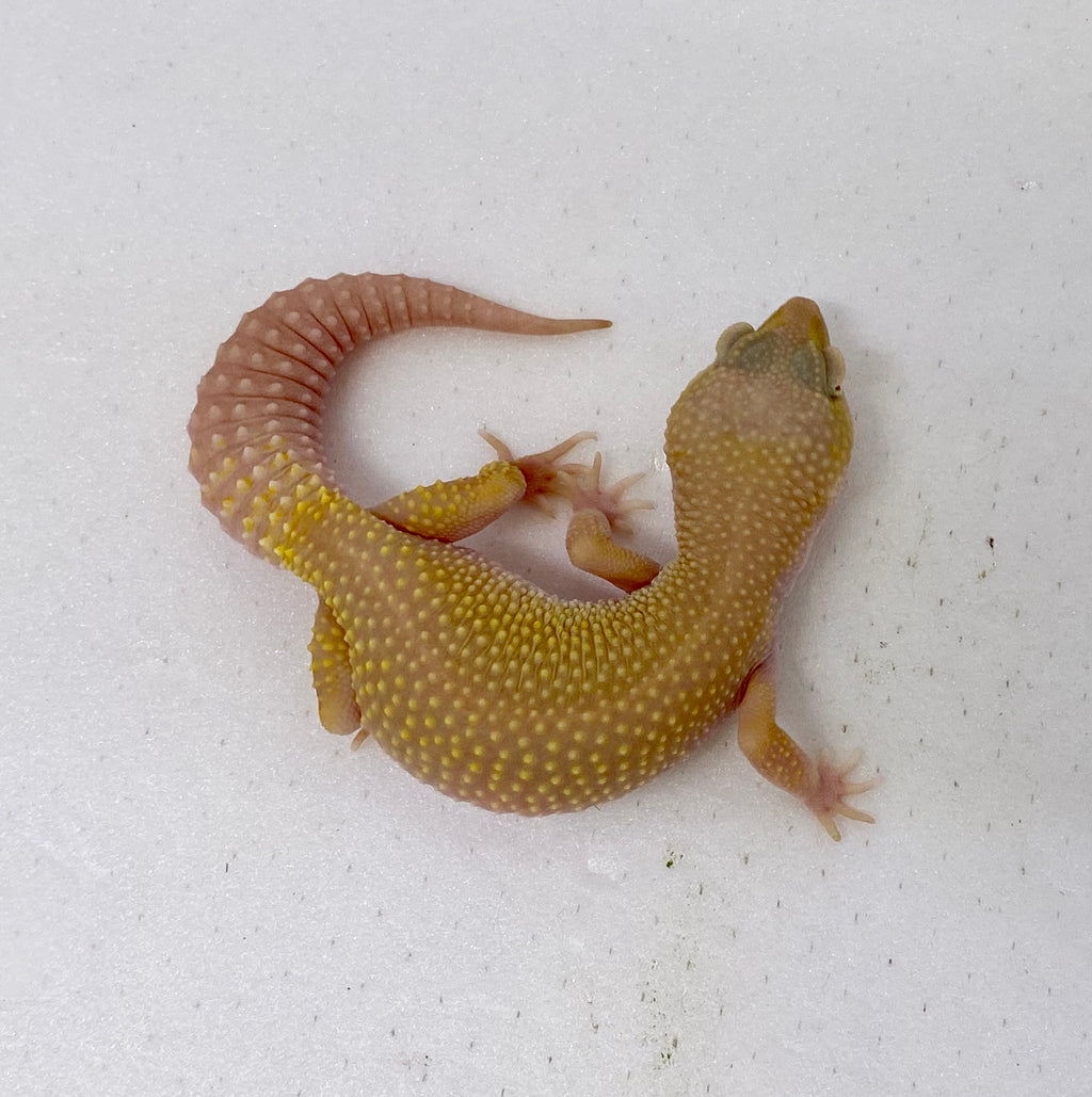 Blazing Blizzard Leopard Gecko