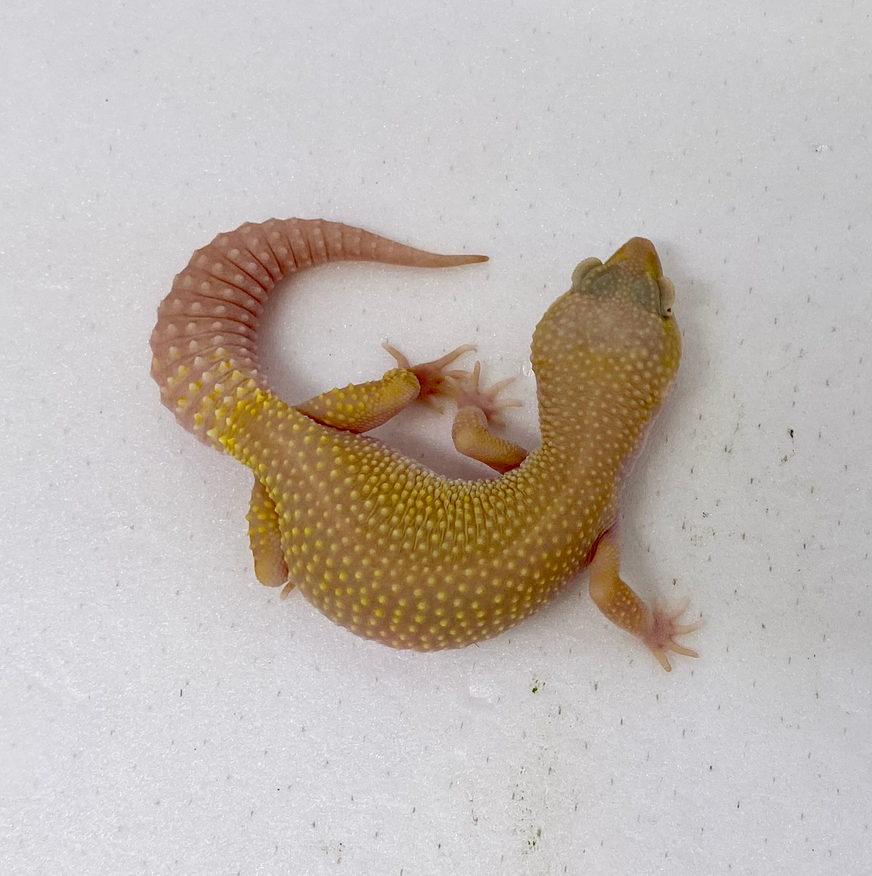 Blazing Blizzard Leopard Gecko