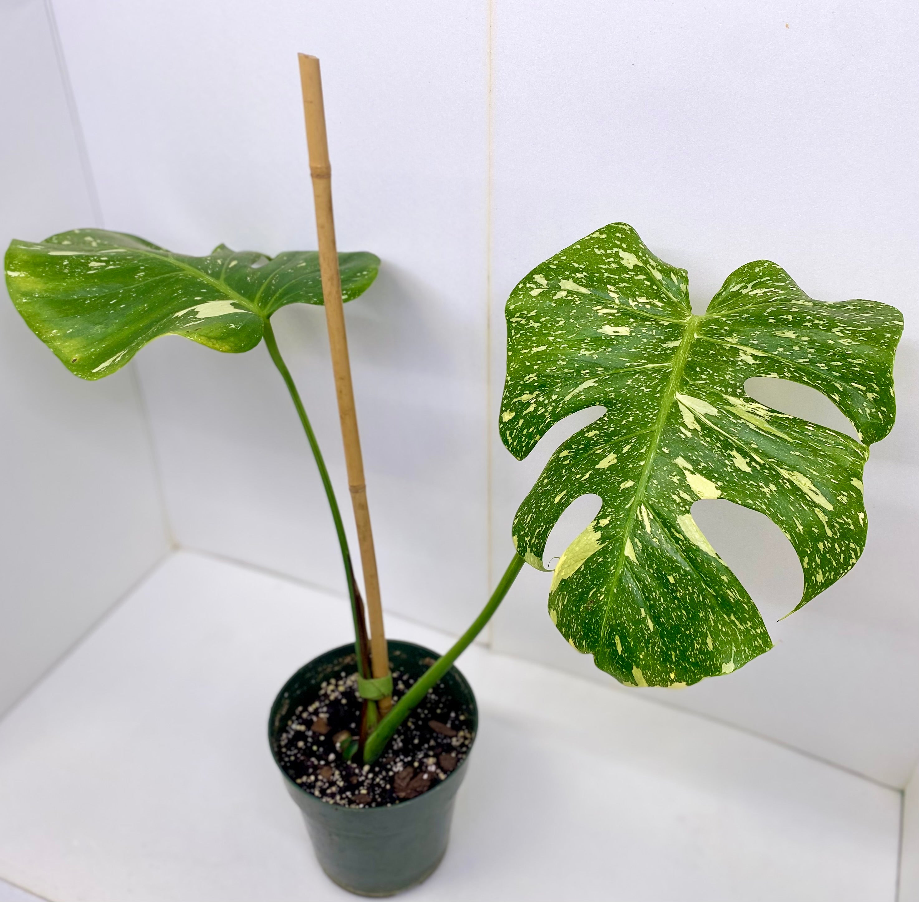 Thai Constellation Monstera