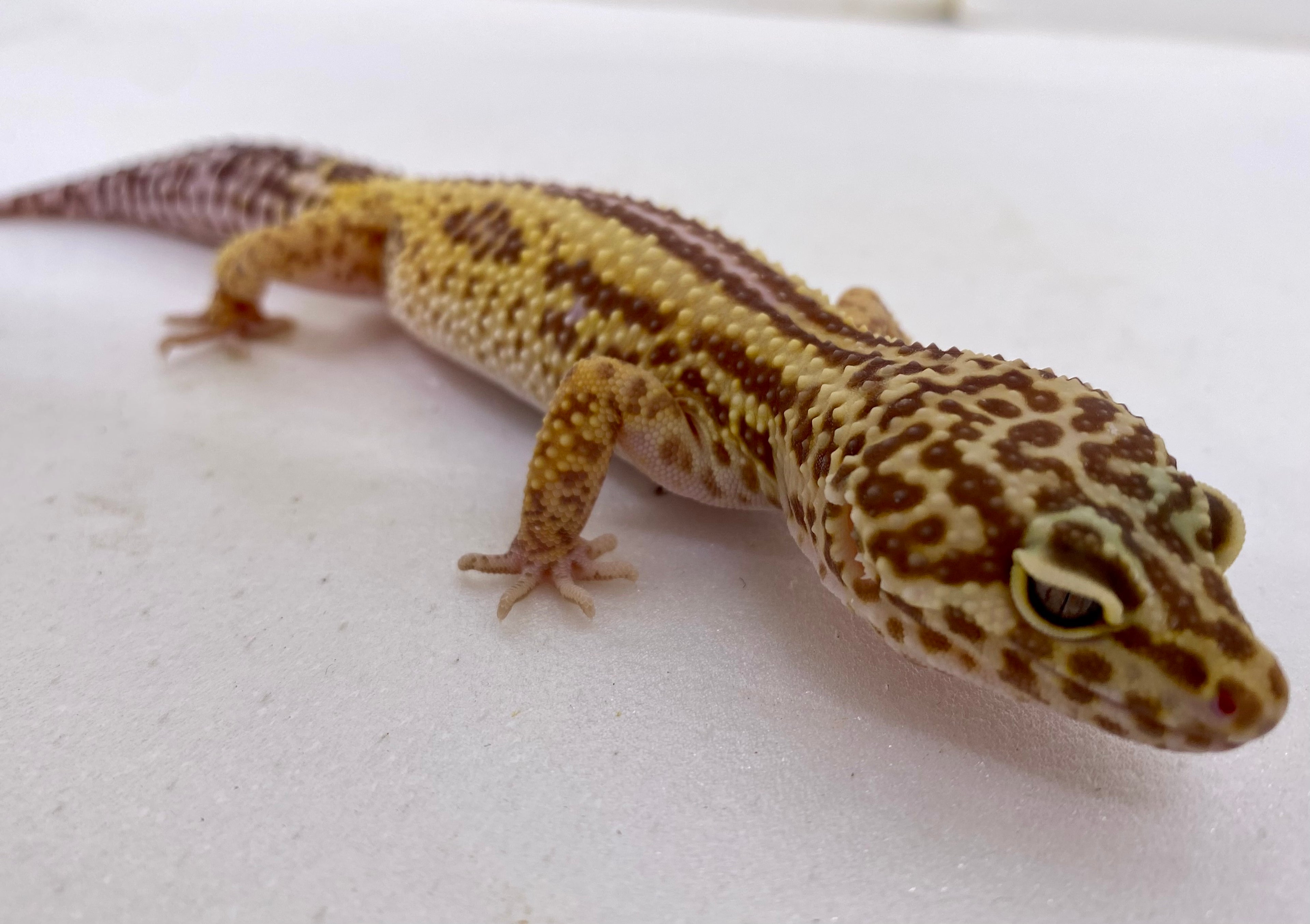 Bell Albino Bold Reverse Stripe Leopard Gecko
