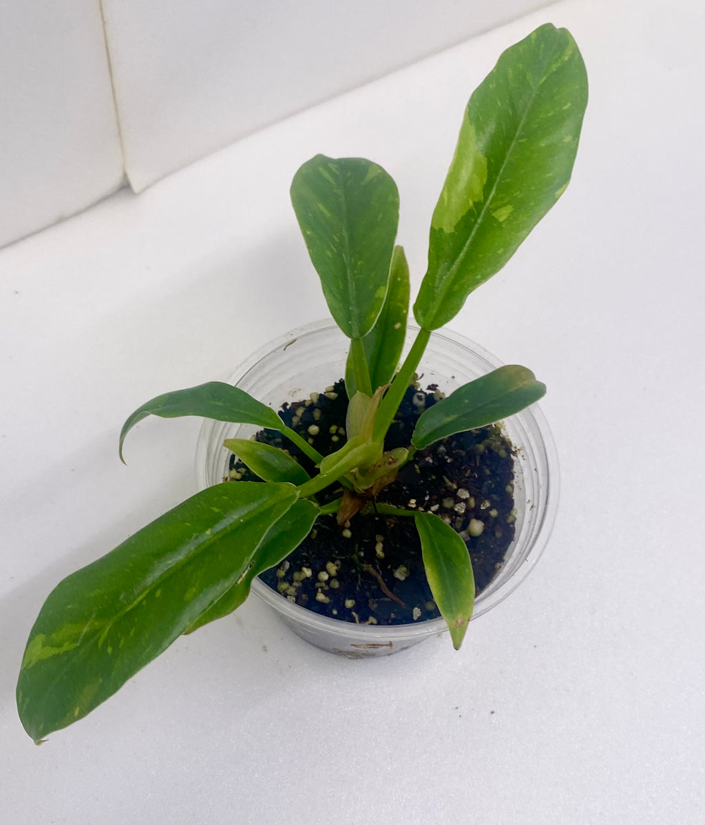 Ring of Fire Philodendron
