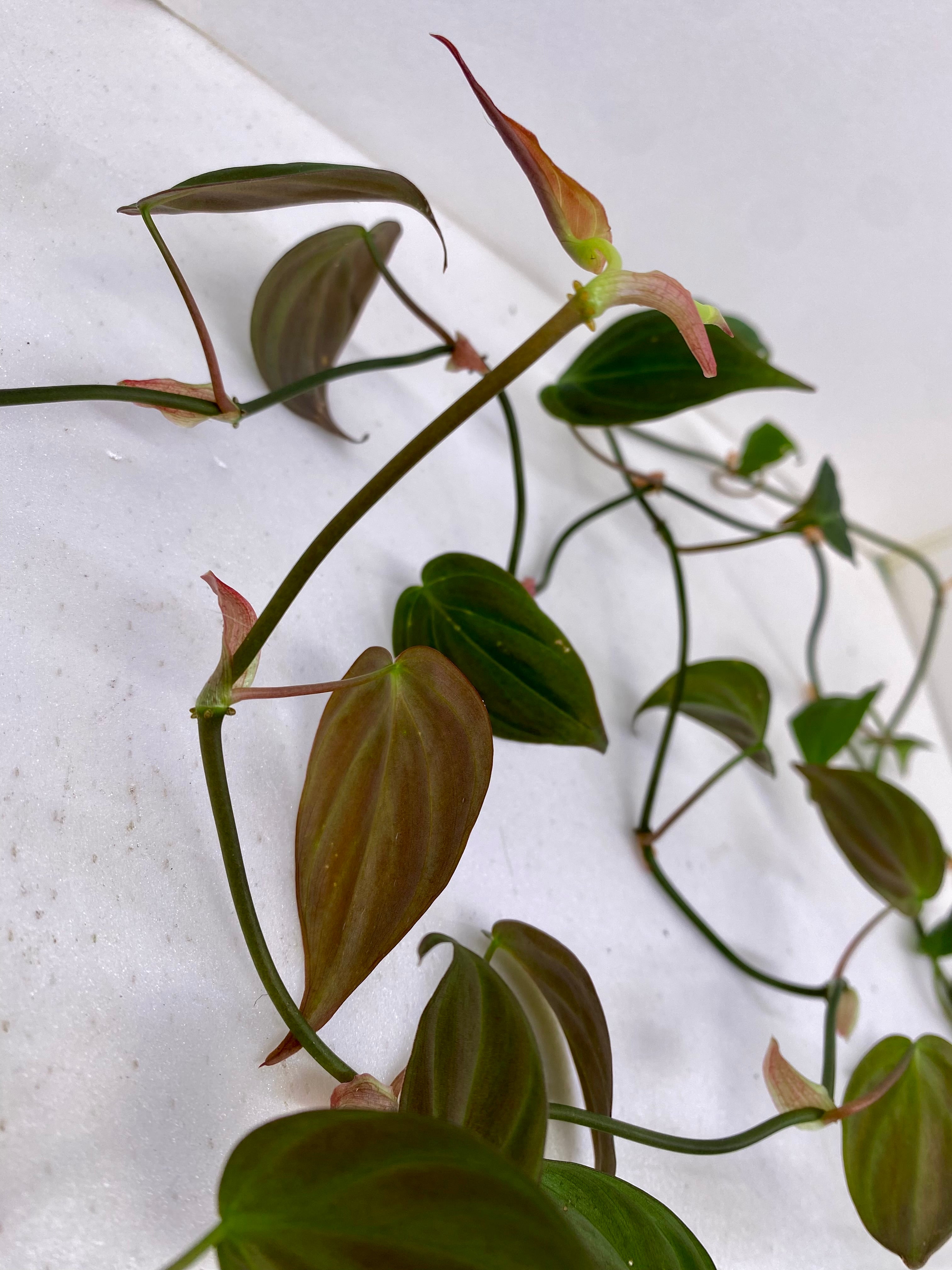 Philodendron Red Velvet