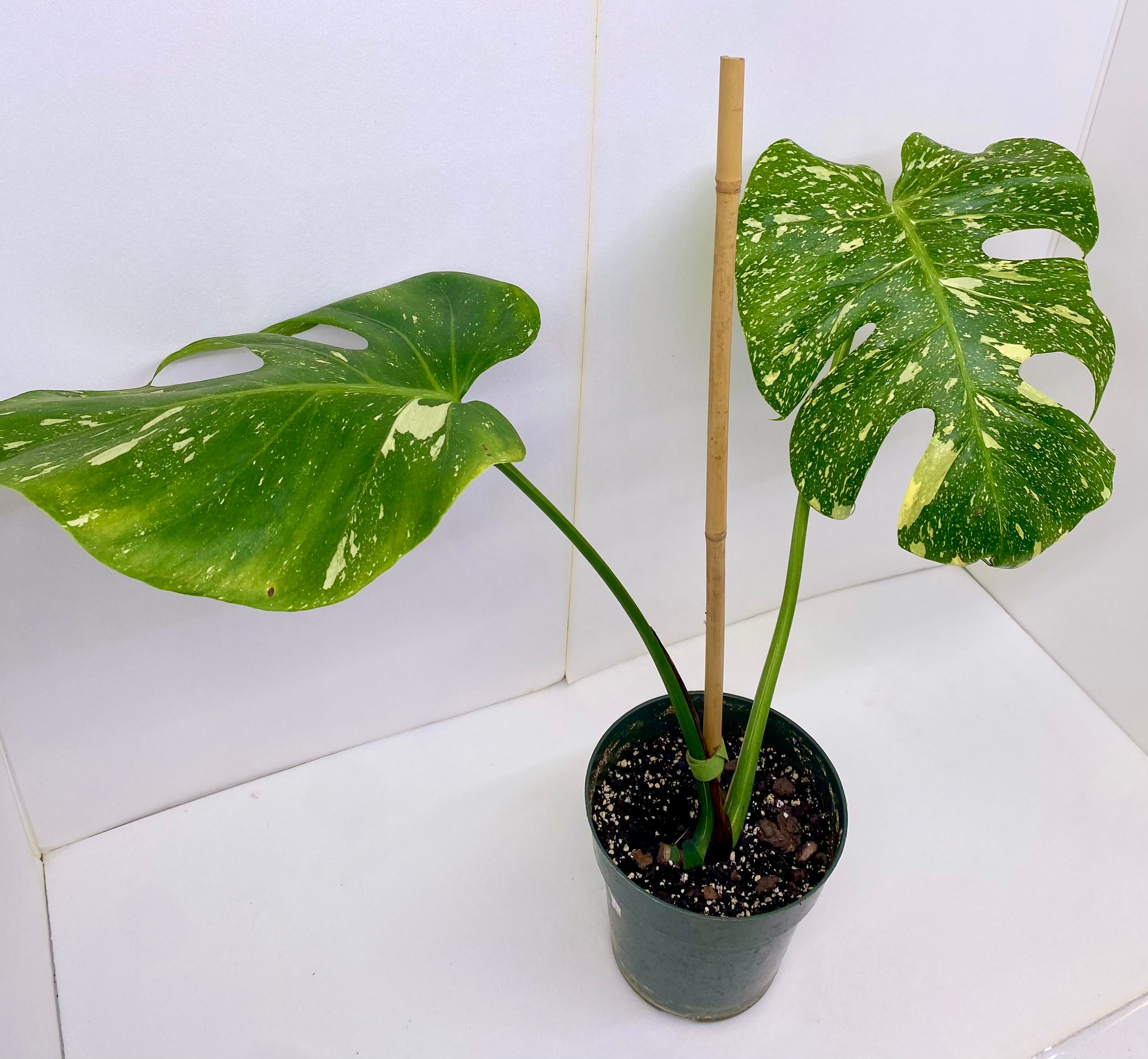 Thai Constellation Monstera