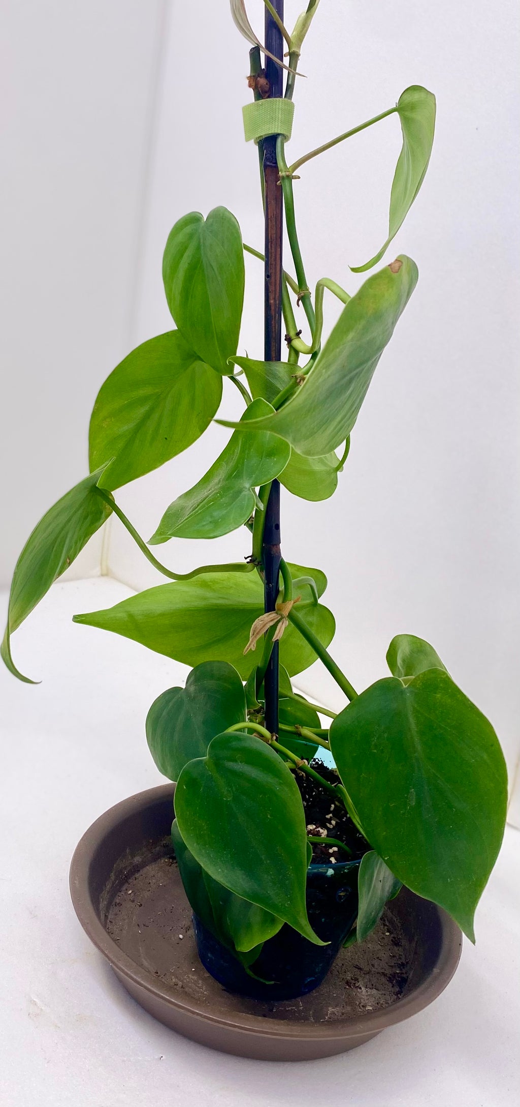 Heart Leaf Philodendron
