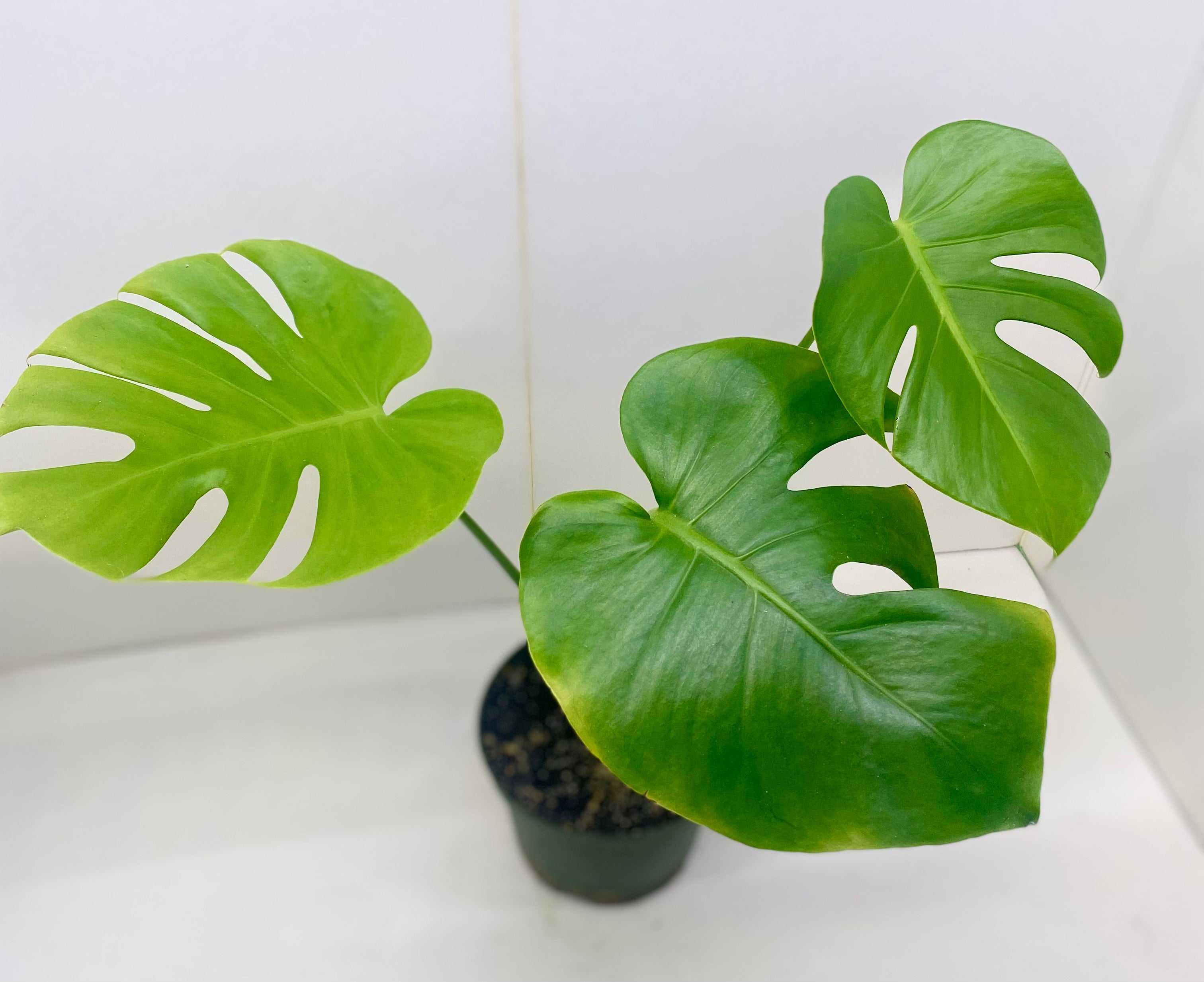 Monstera Deliciosa