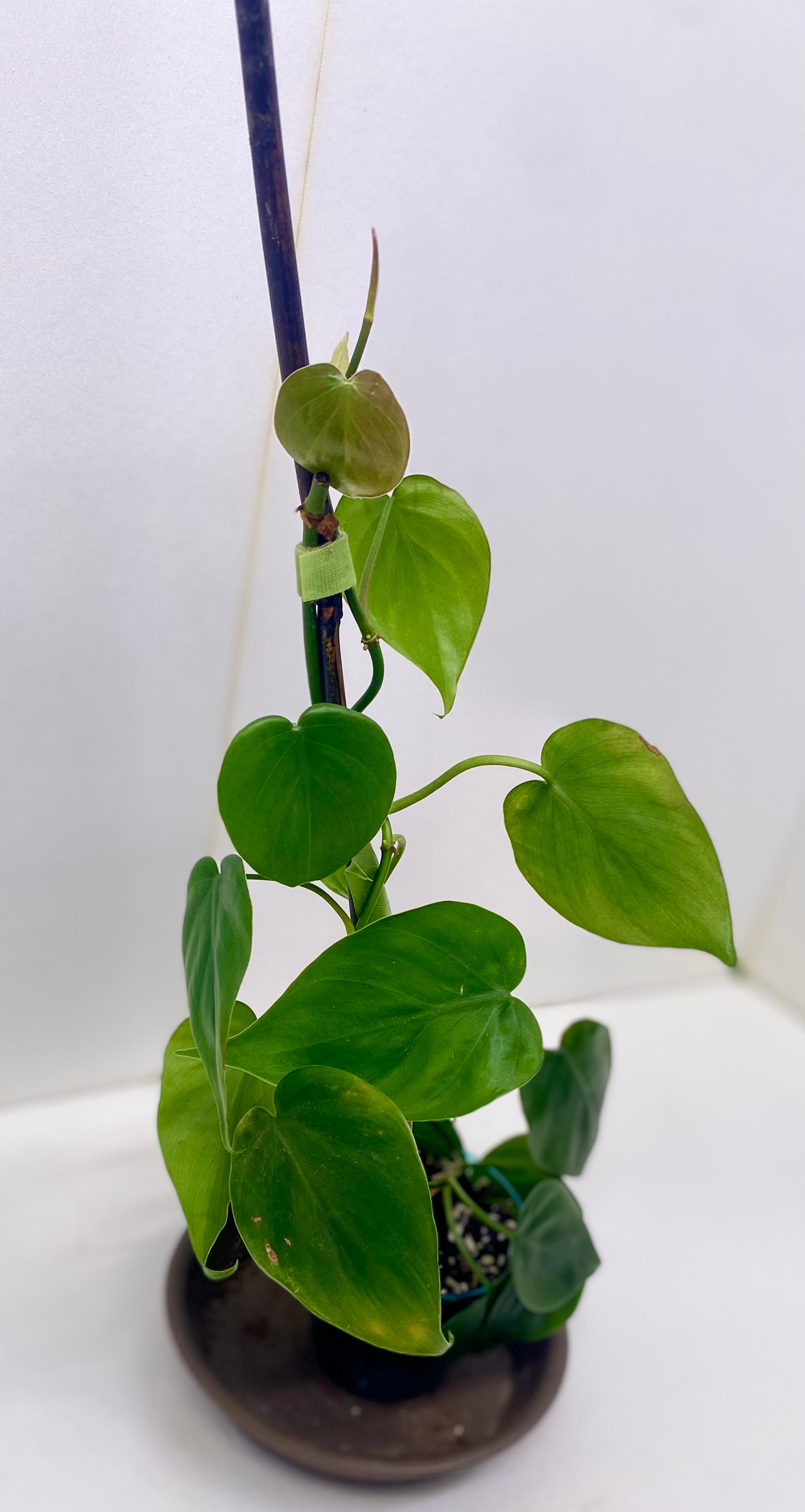 Heart Leaf Philodendron