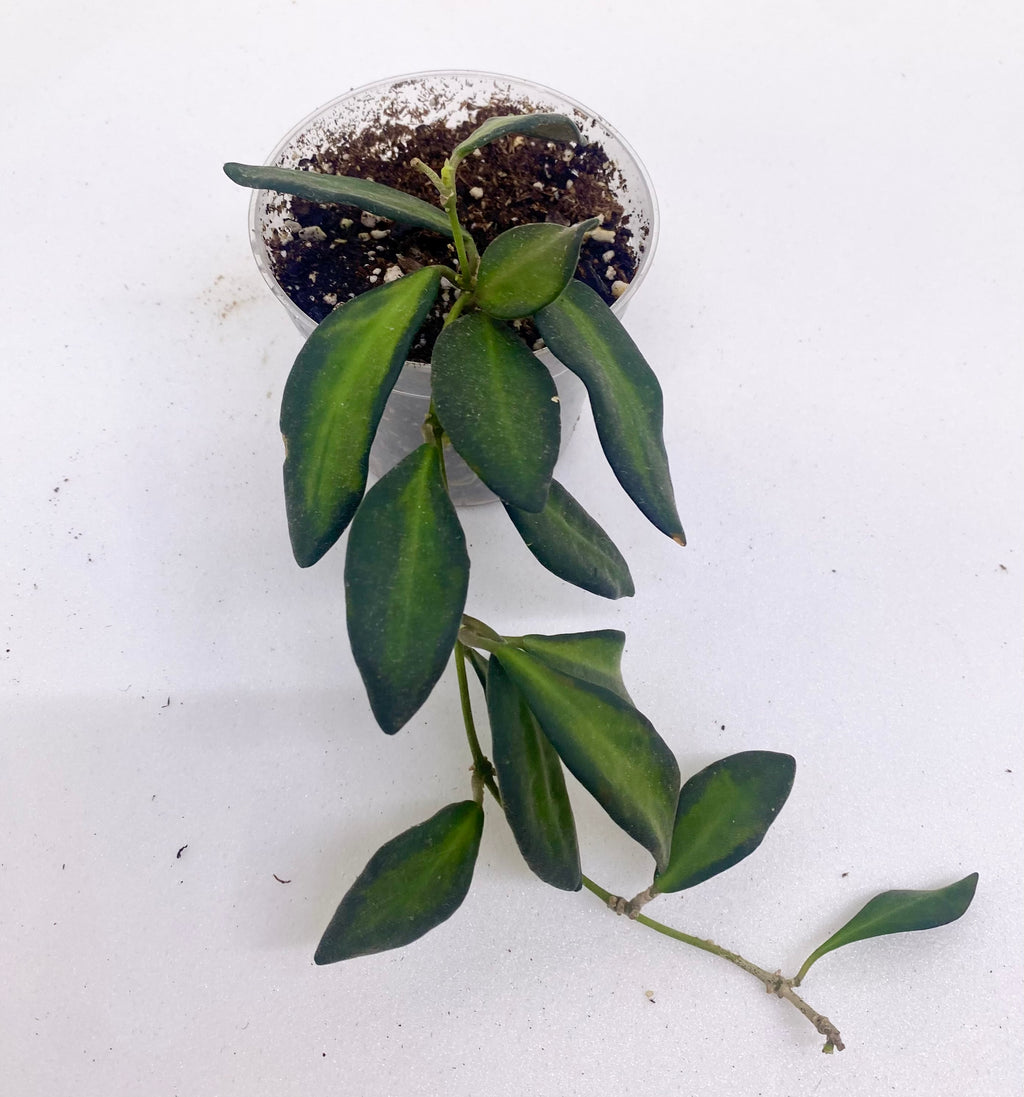 Hoya 'Sea Stone'