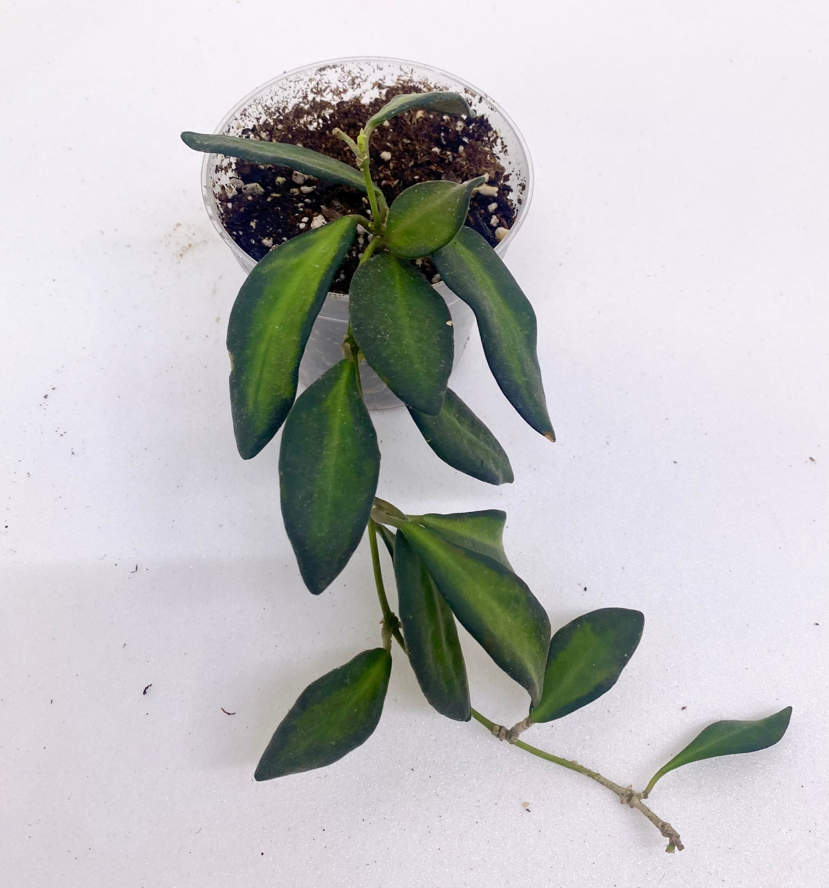 Hoya 'Sea Stone'