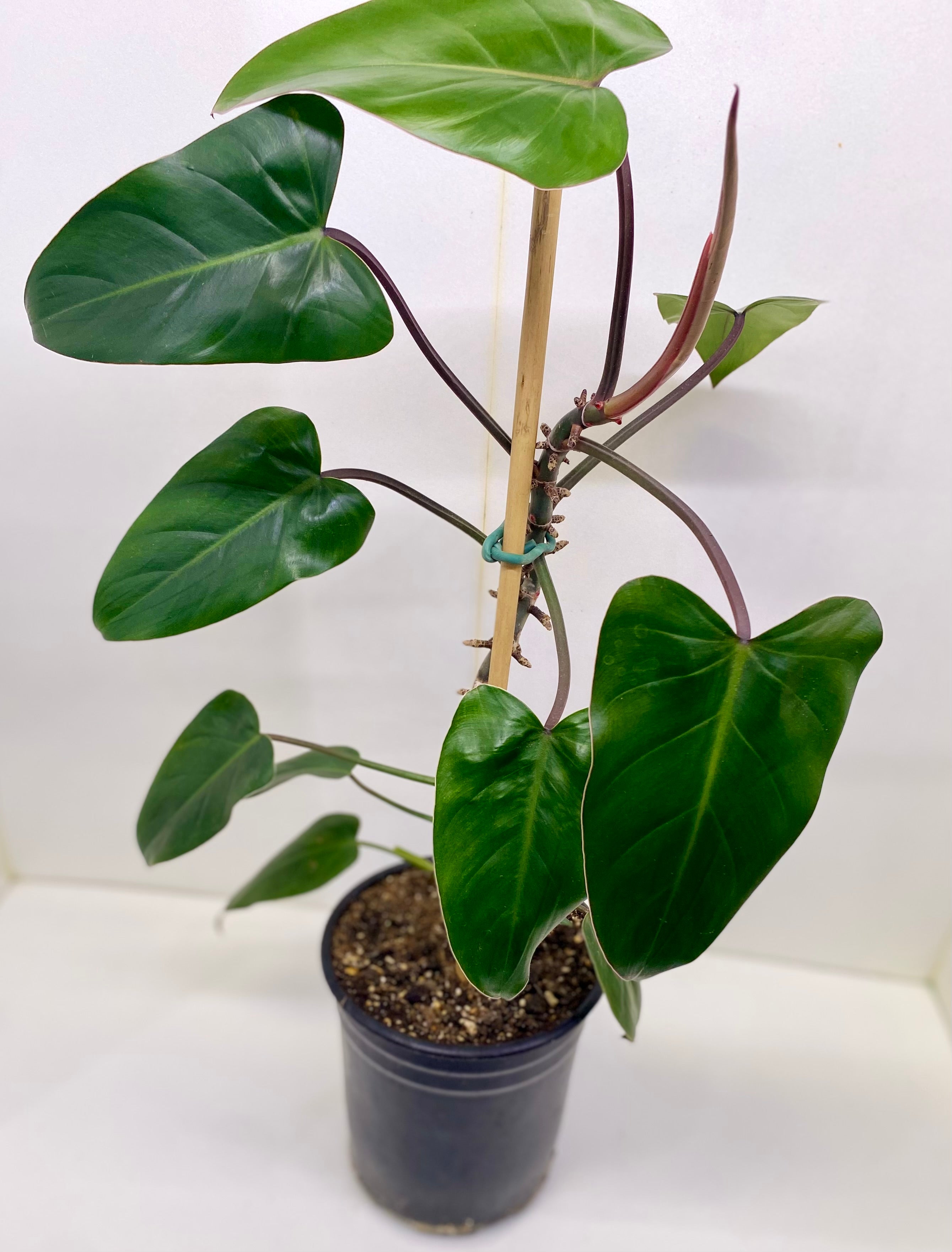 Philodendron 'Blushing'