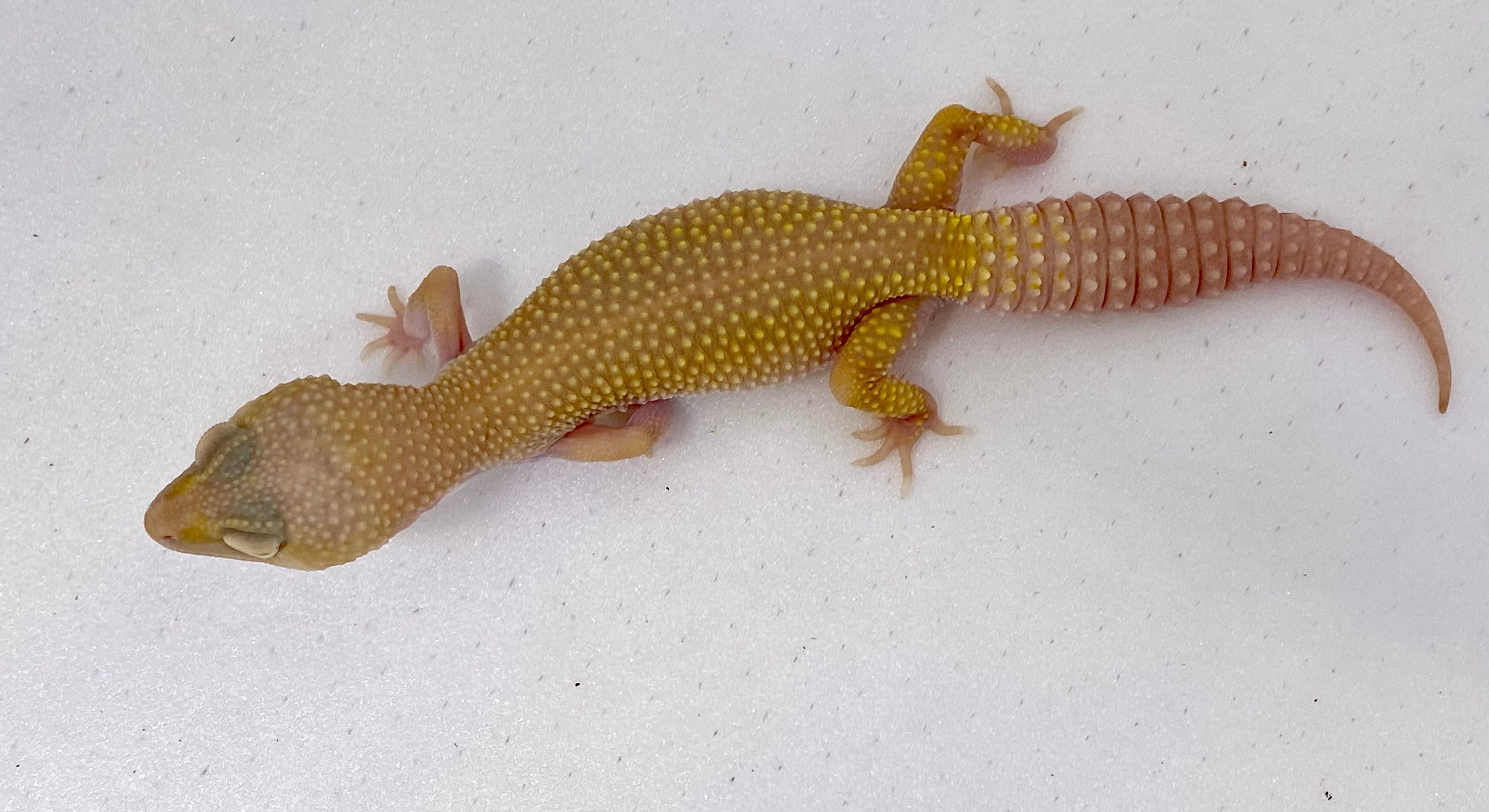 Blazing Blizzard Leopard Gecko