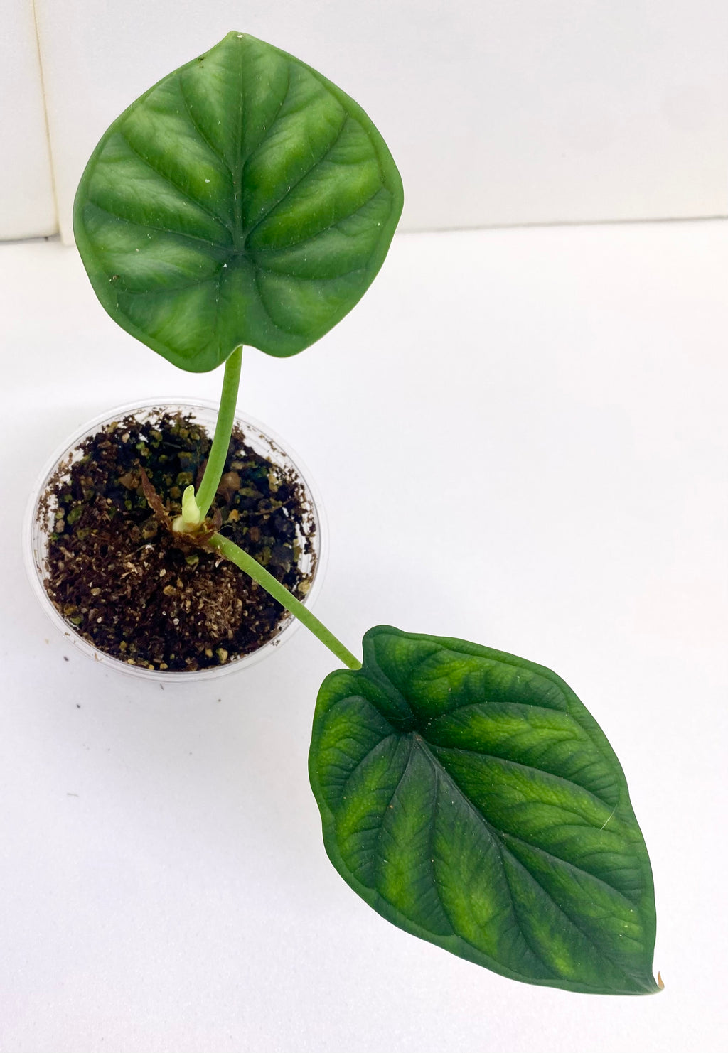 Dragon Scale Alocasia