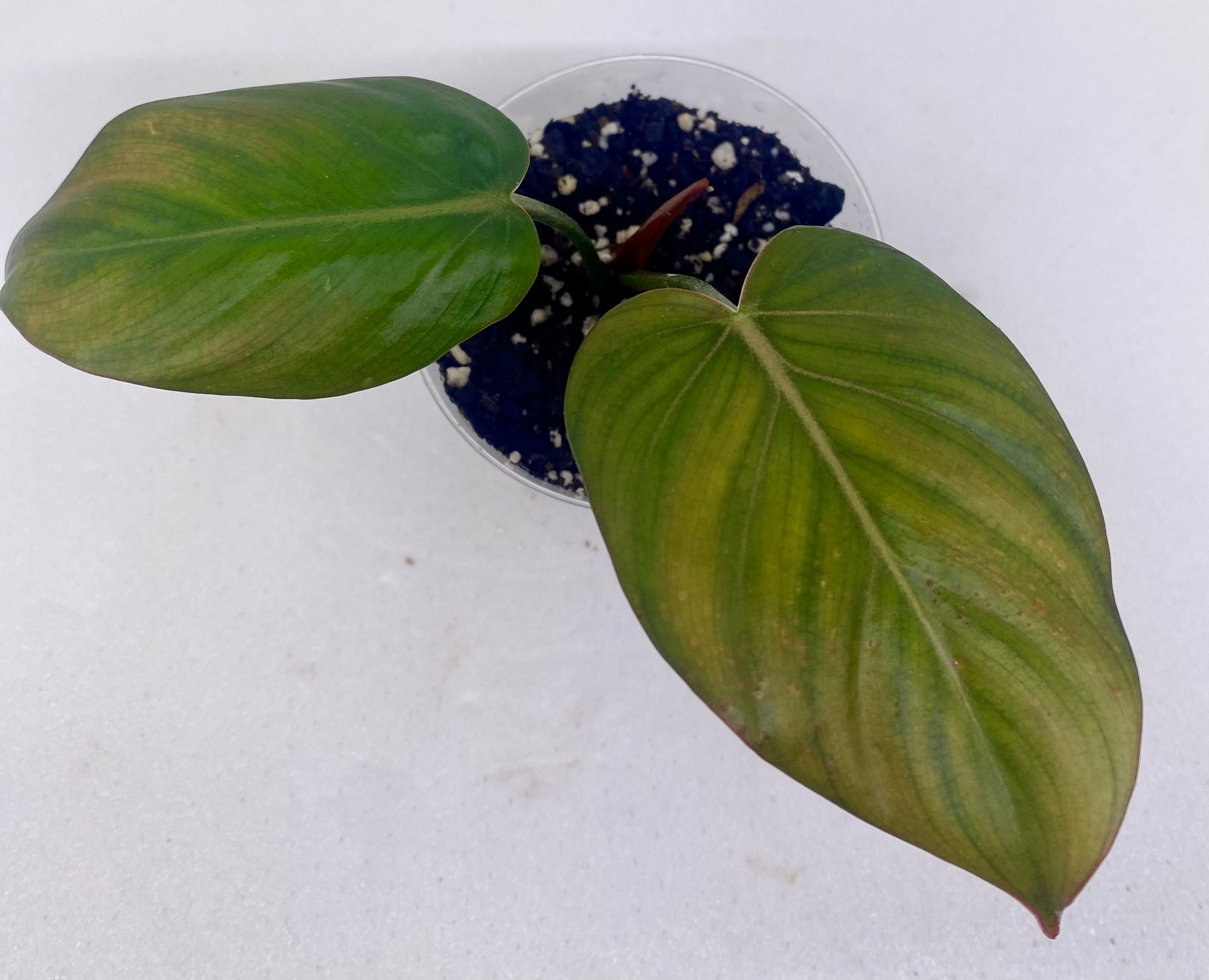 Philodendron 'Summer Glory'