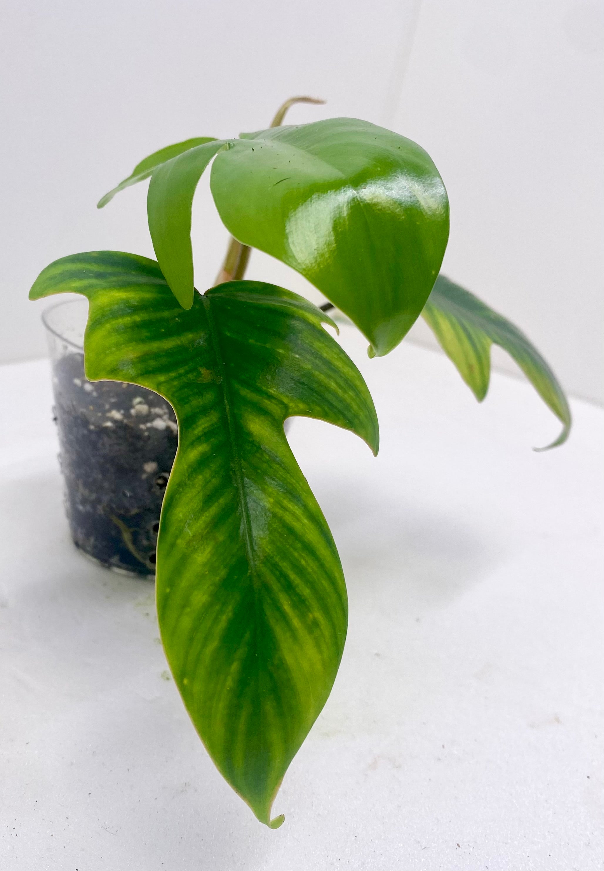 Florida Beauty Green Philodendron