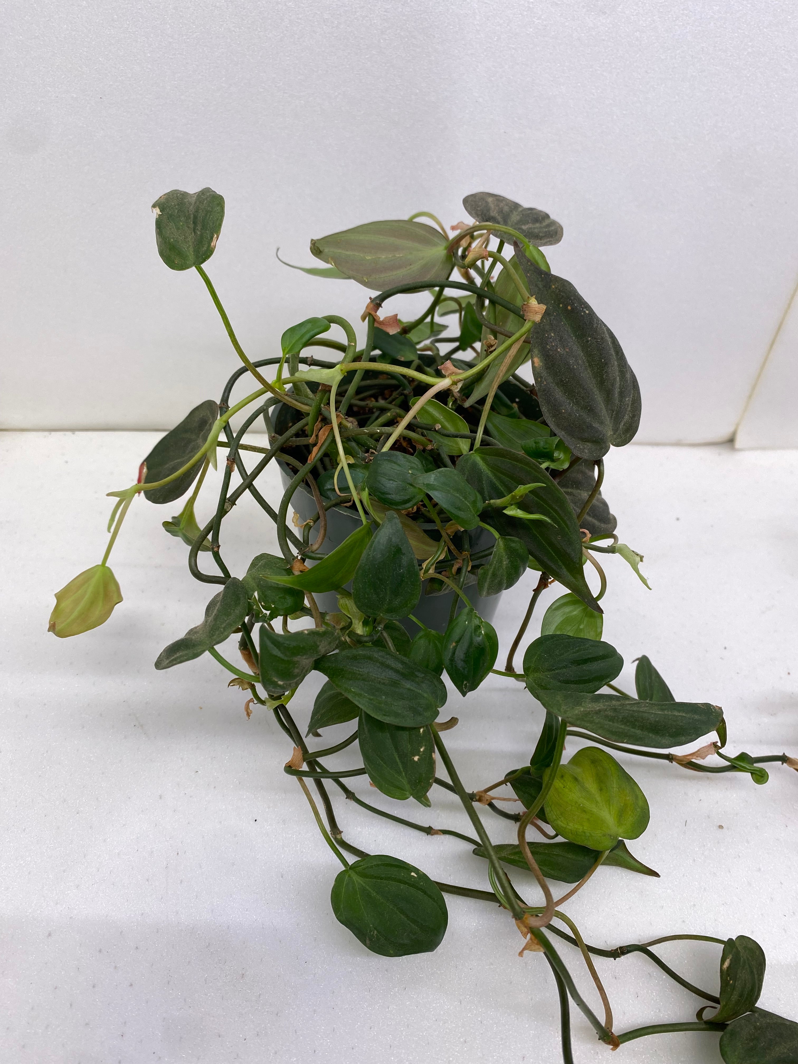 Philodendron Red Velvet