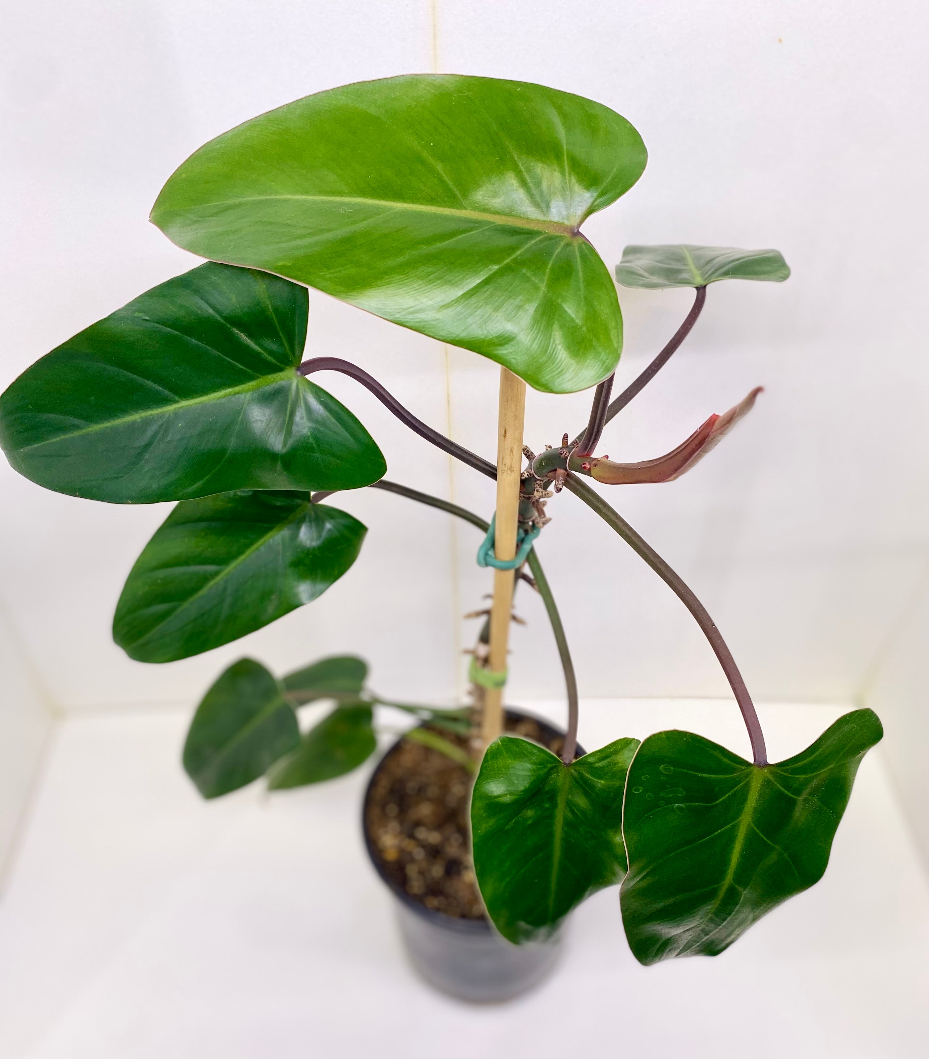 Philodendron 'Blushing'