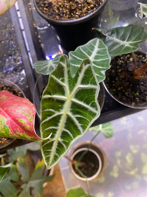 Alocasia Polly