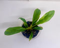 Ring of Fire Philodendron
