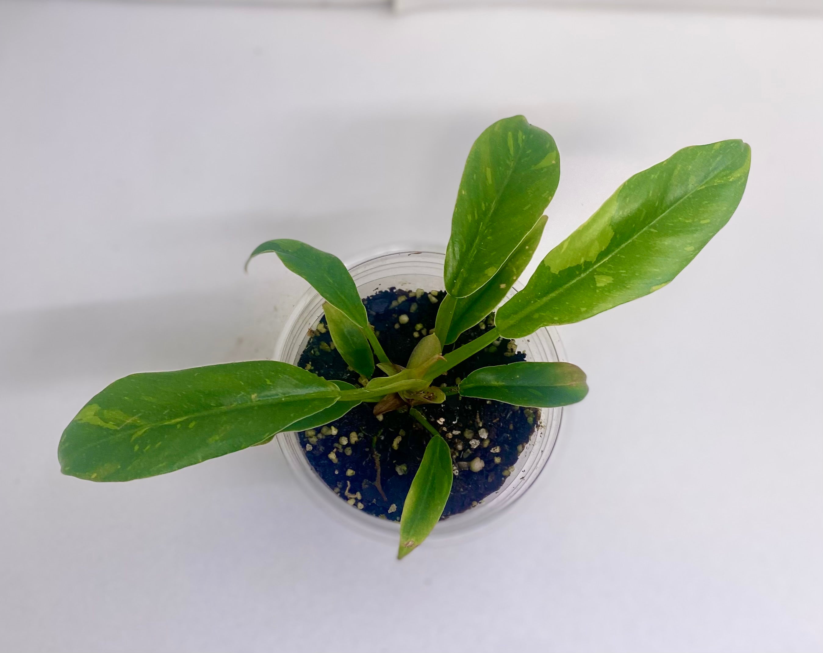 Ring of Fire Philodendron