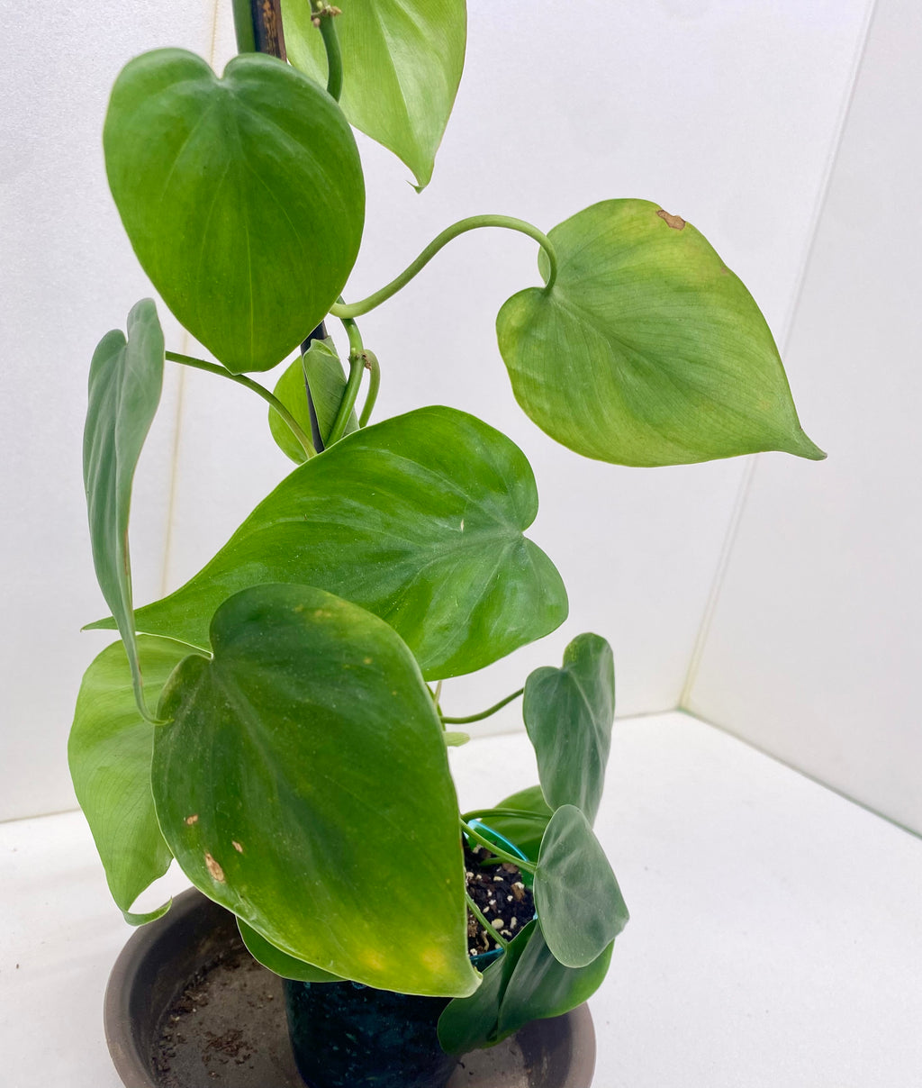 Heart Leaf Philodendron
