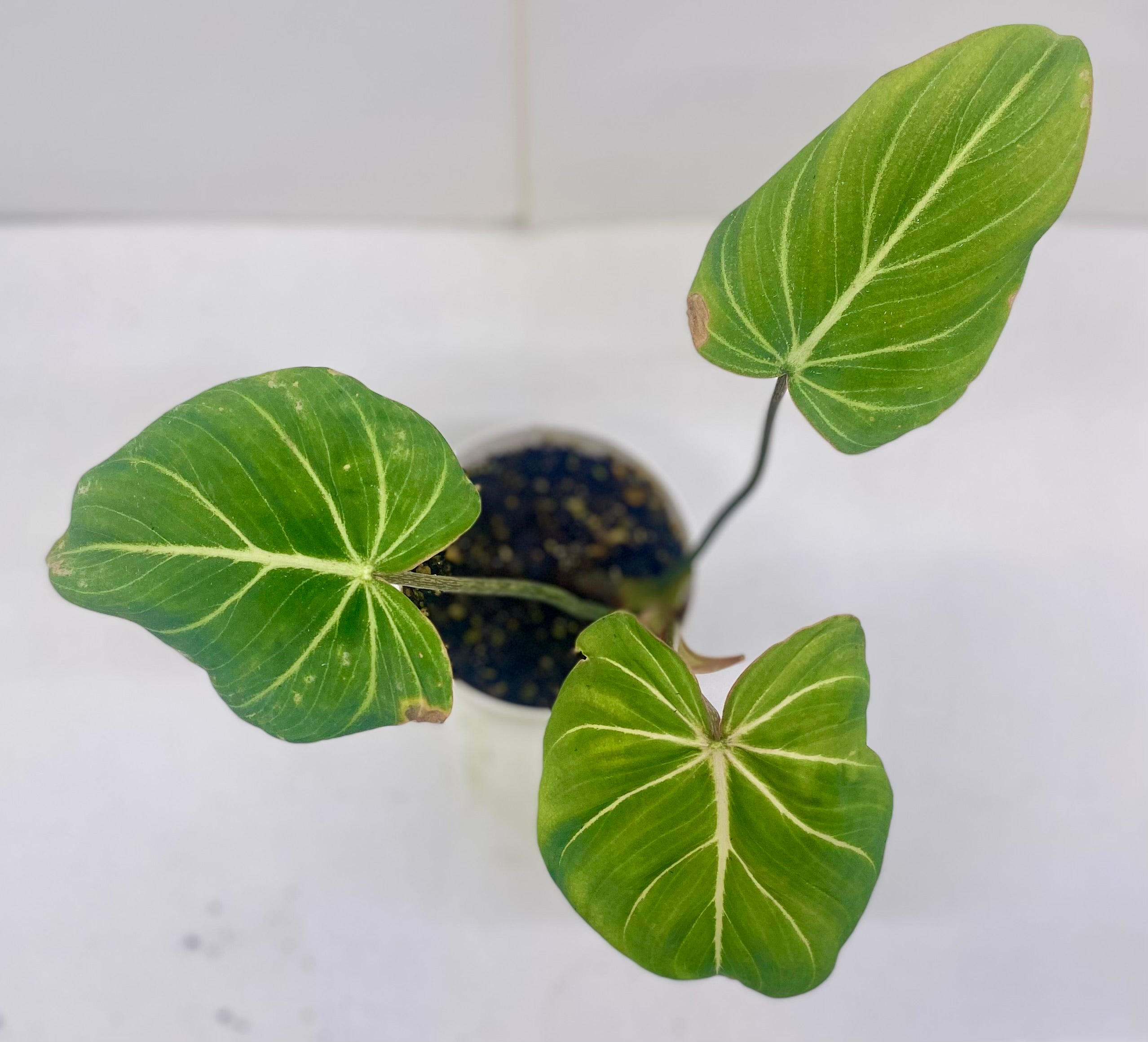 Philodendron Gloriosum