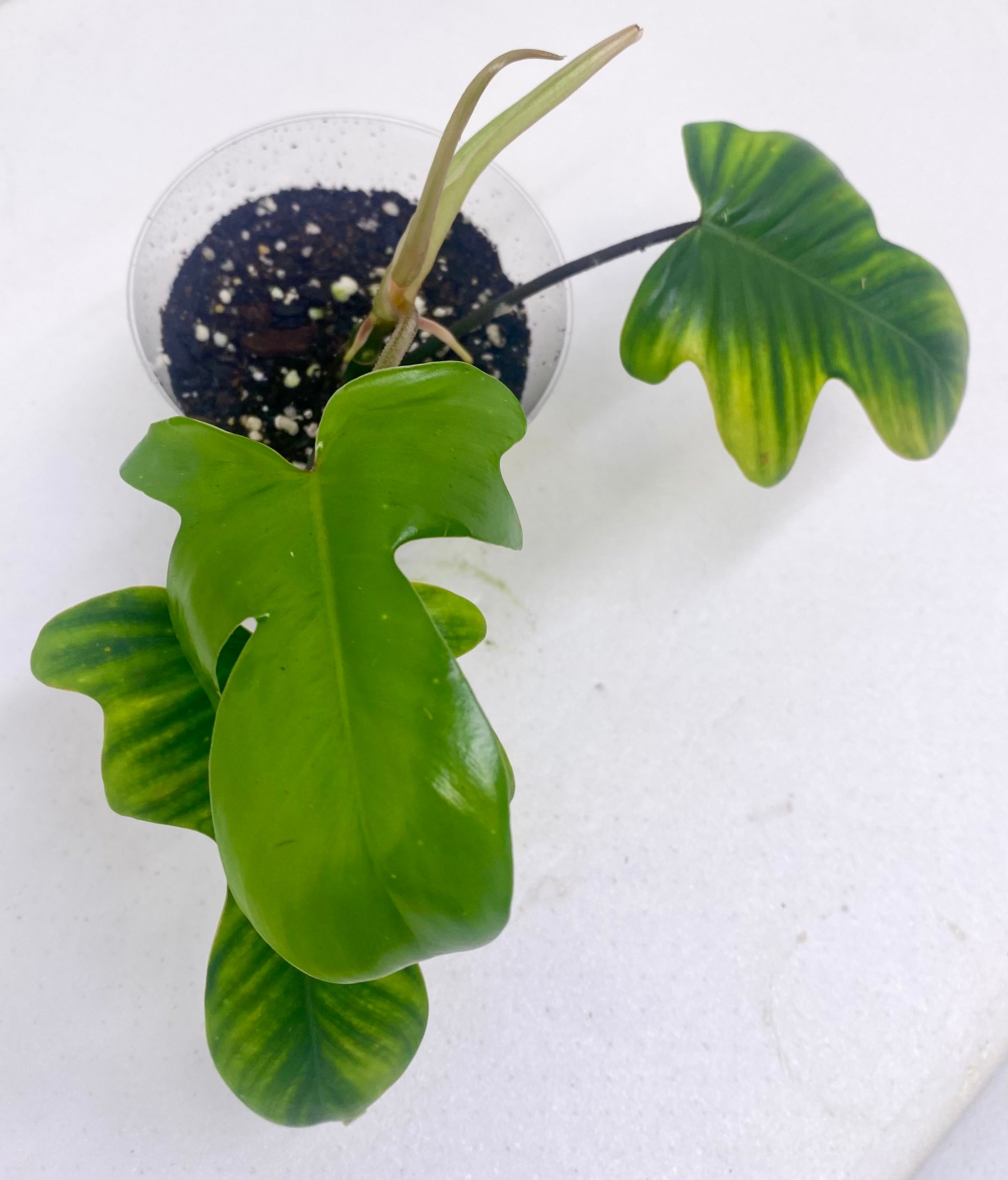 Florida Beauty Green Philodendron