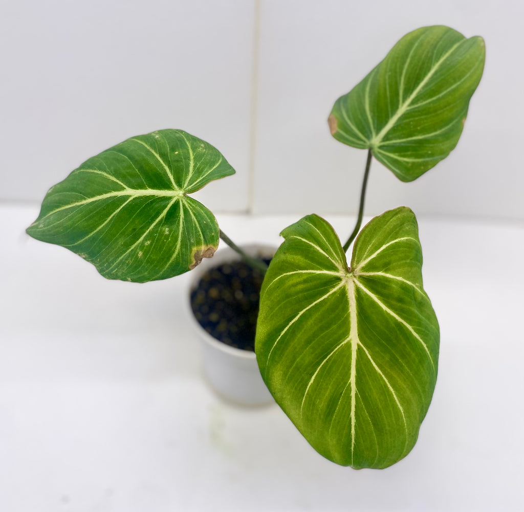 Philodendron Gloriosum