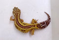 Bell Albino Bold Reverse Stripe Leopard Gecko