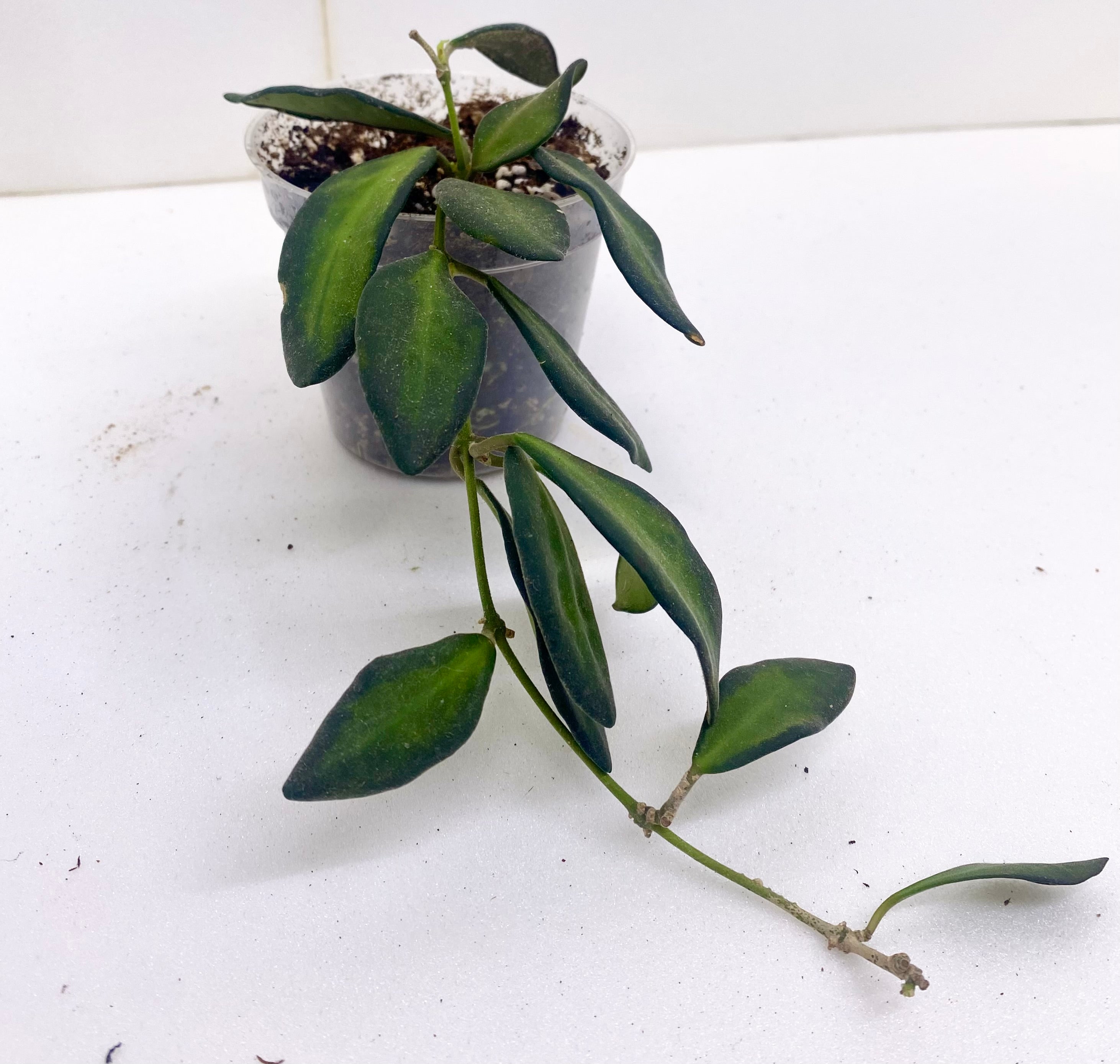 Hoya 'Sea Stone'