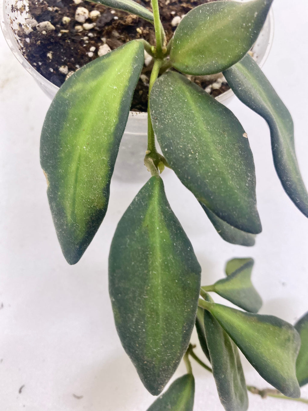 Hoya 'Sea Stone'