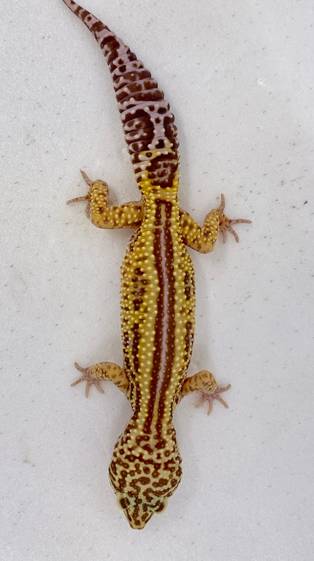 Bell Albino Bold Reverse Stripe Leopard Gecko