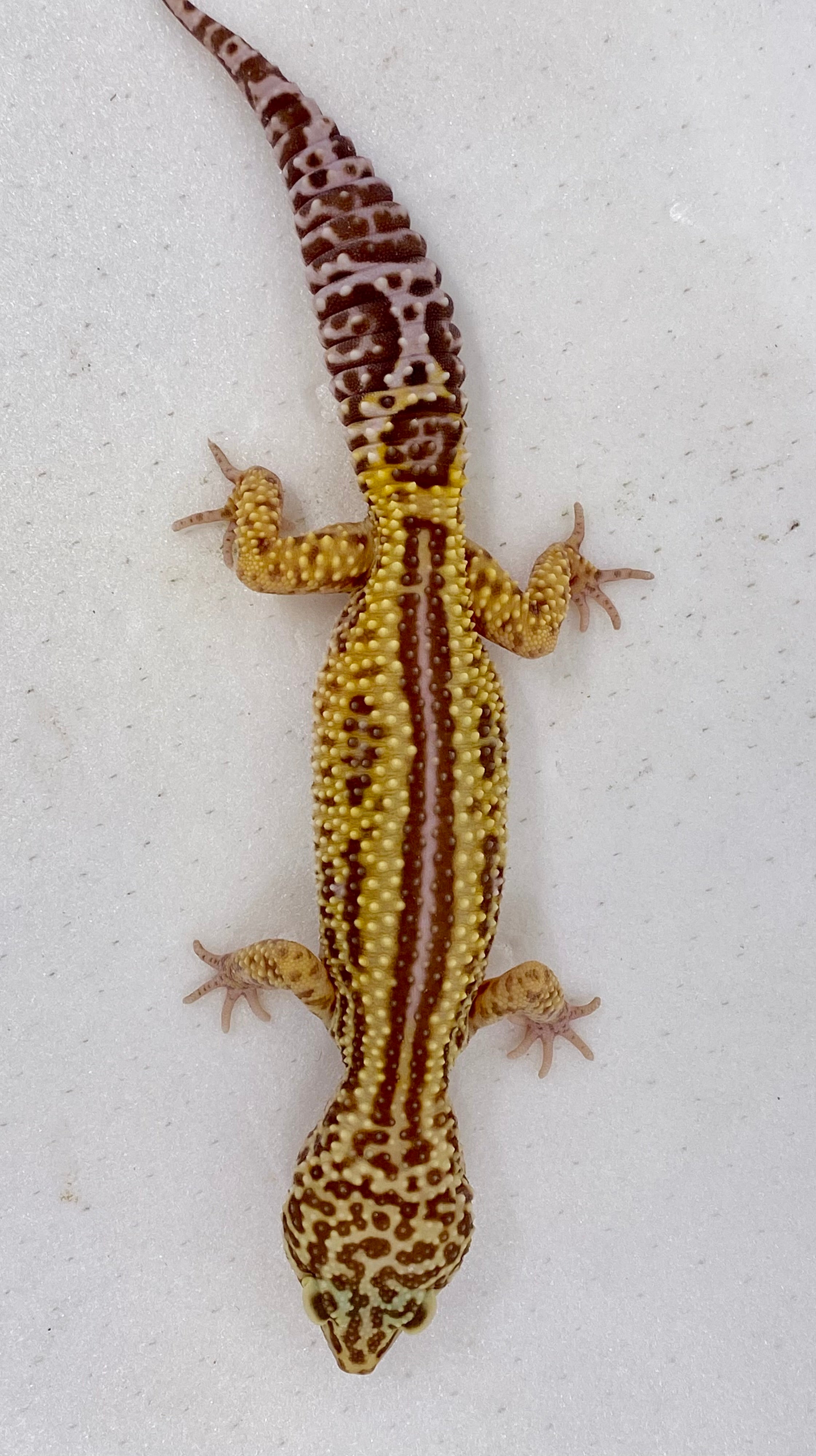 Bell Albino Bold Reverse Stripe Leopard Gecko