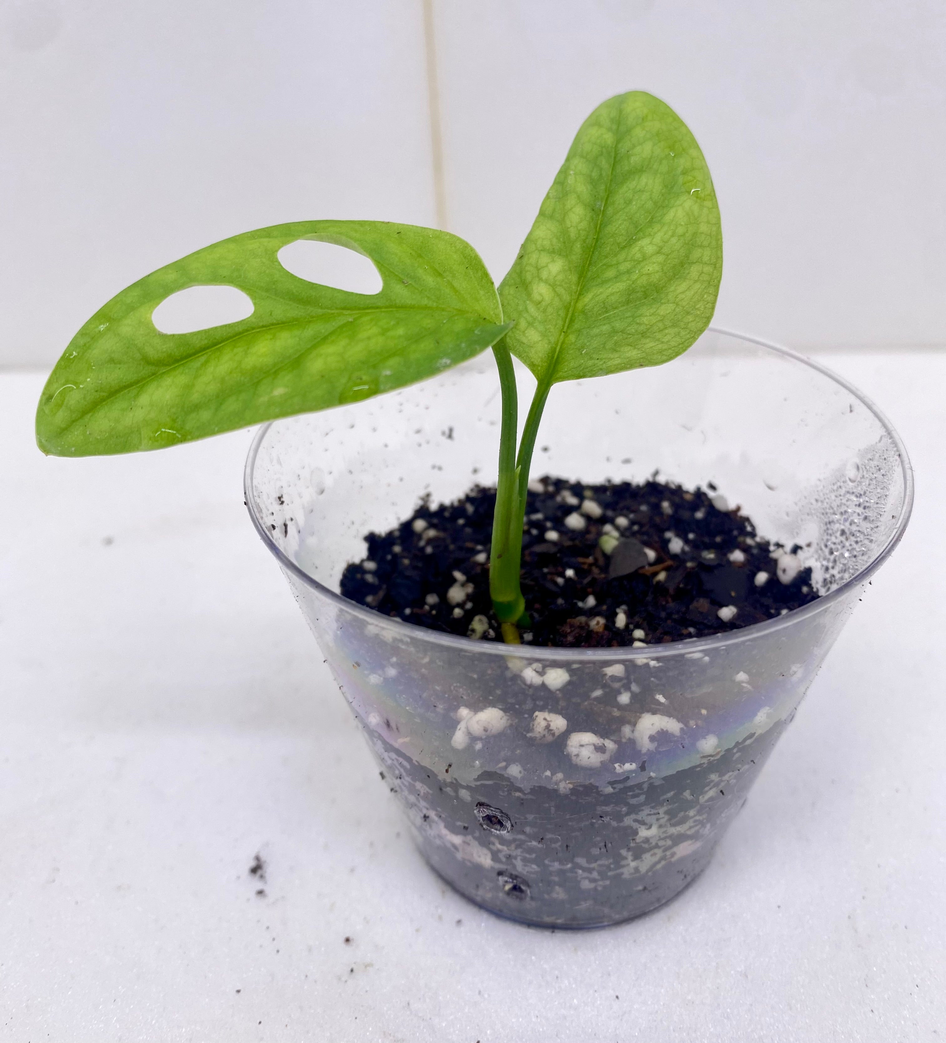 Monstera Epipremnoides
