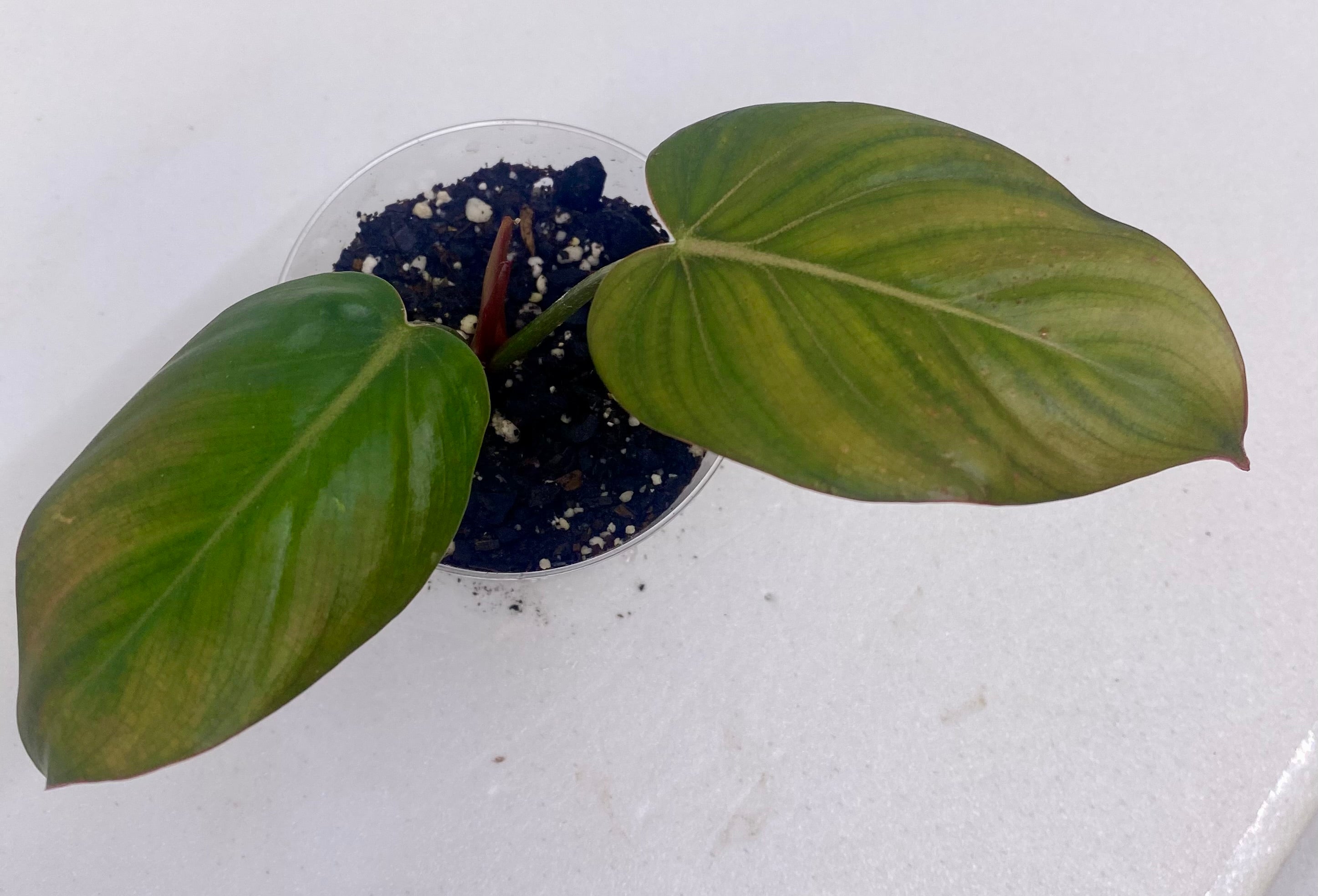 Philodendron 'Summer Glory'