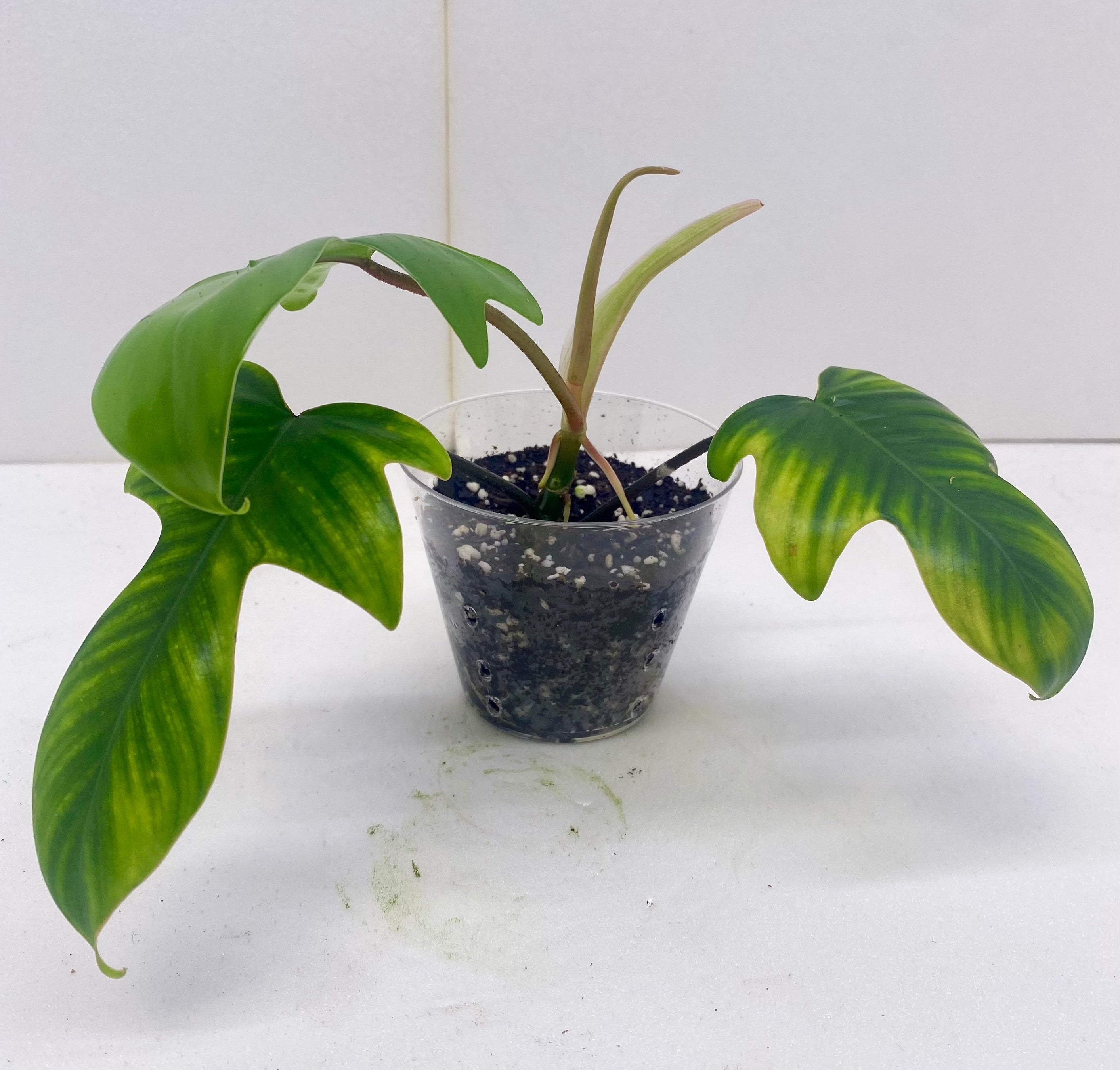 Florida Beauty Green Philodendron