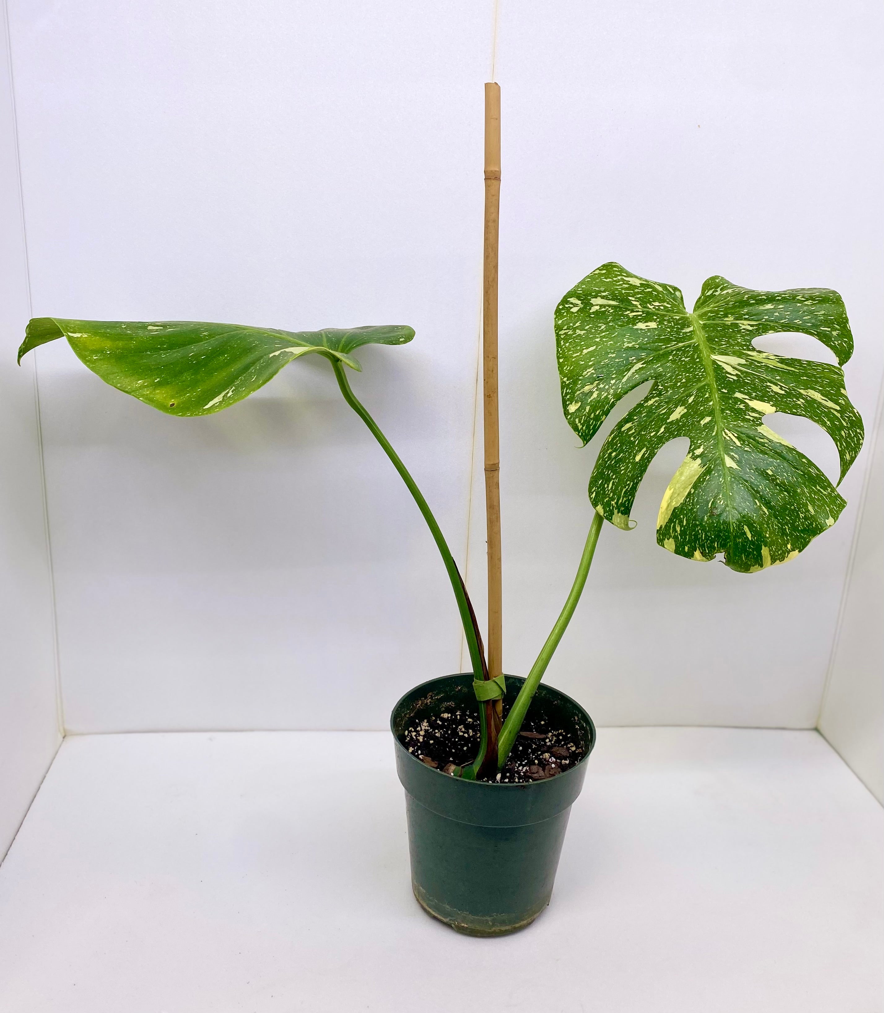 Thai Constellation Monstera