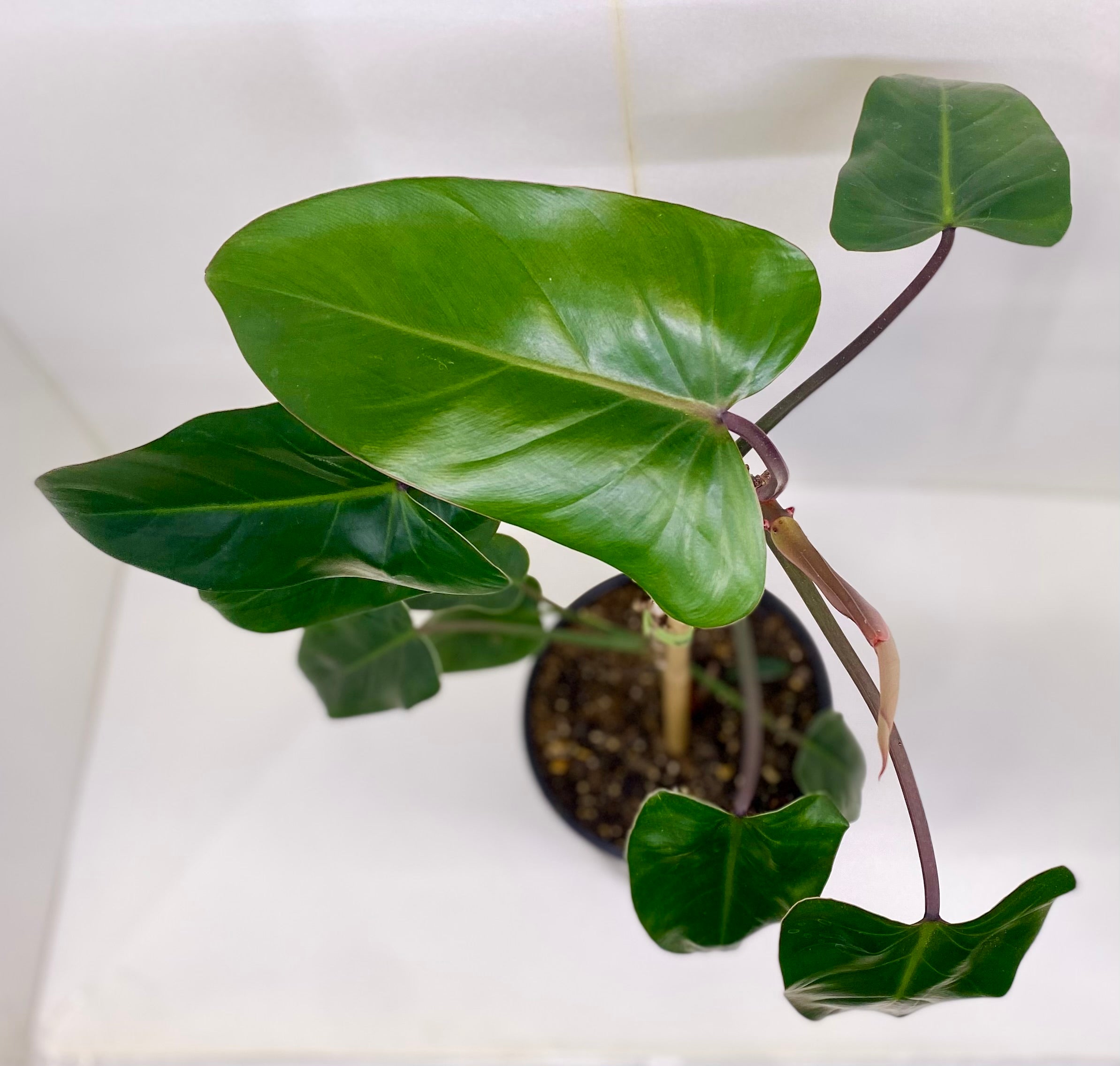 Philodendron 'Blushing'