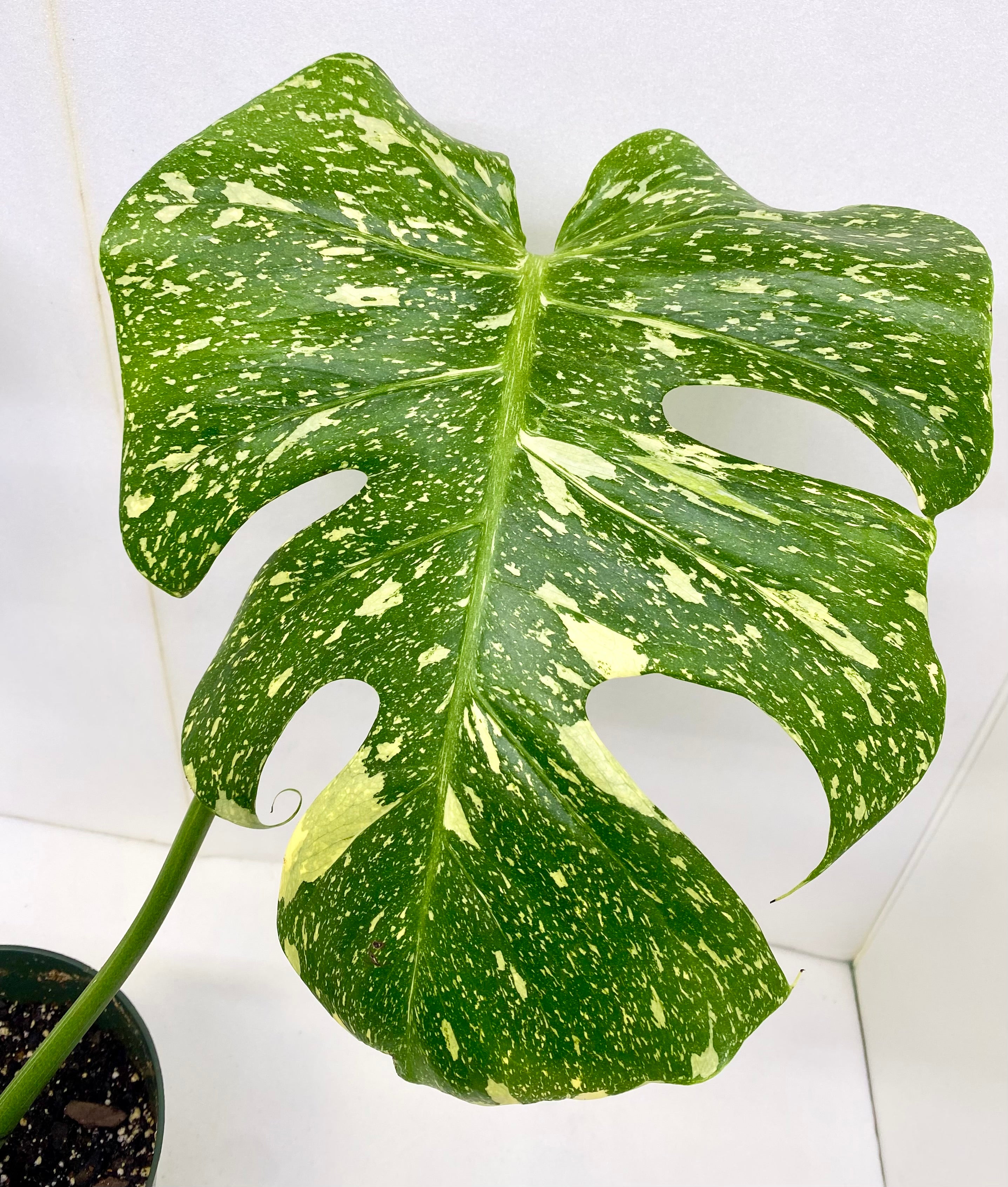 Thai Constellation Monstera