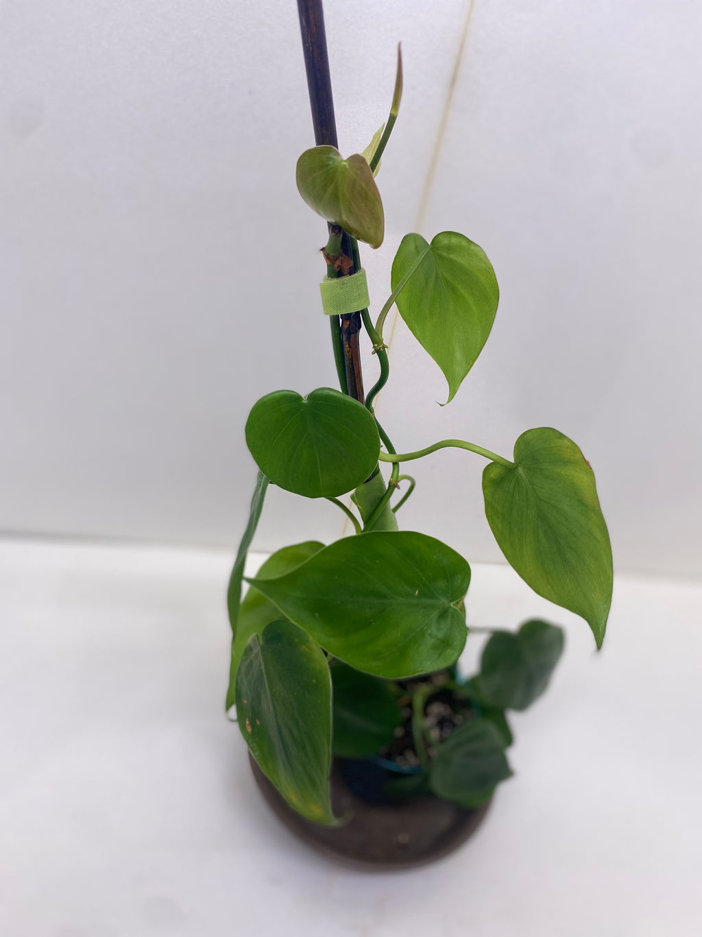 Heart Leaf Philodendron