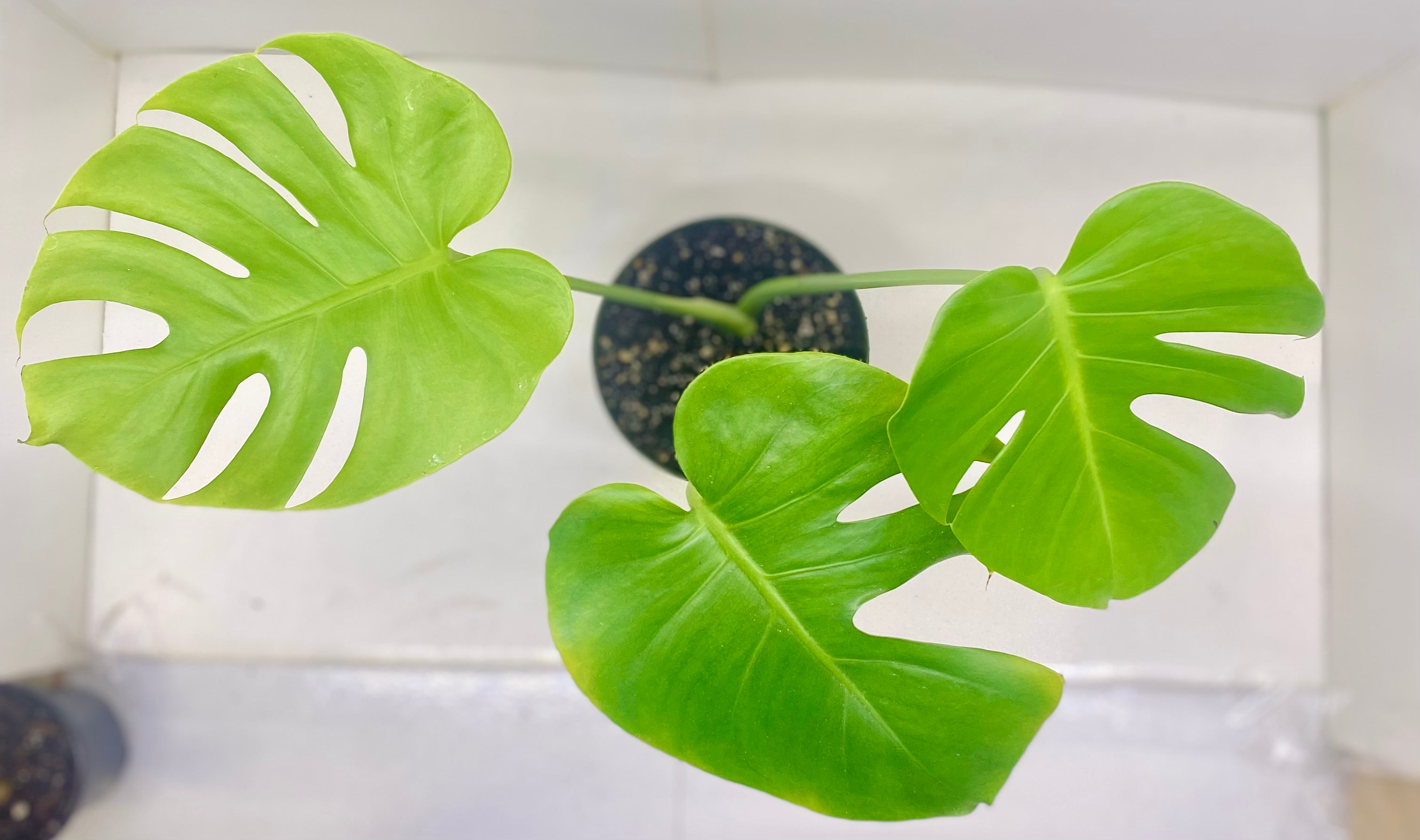 Monstera Deliciosa